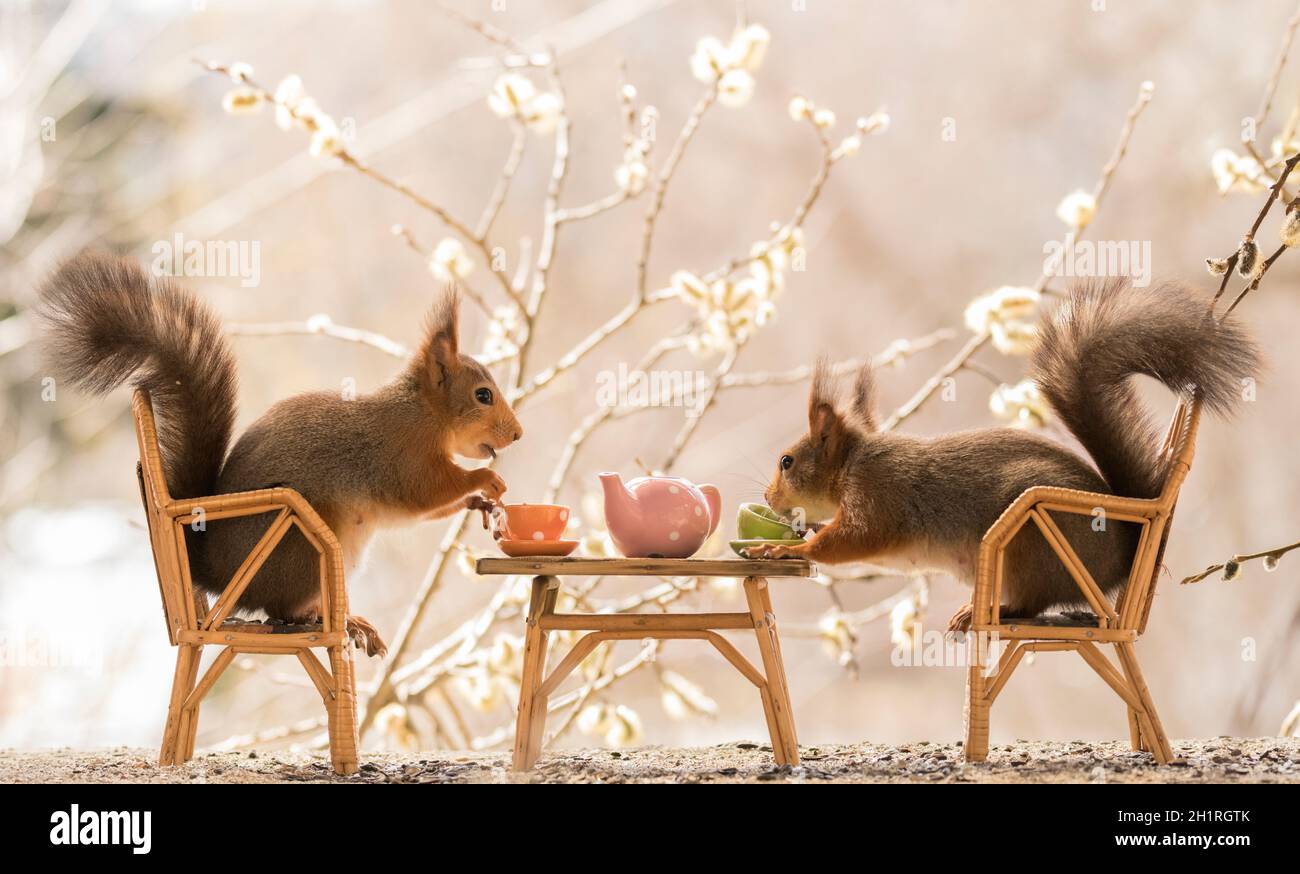 Red Squirrels on a chair holding a cup Stock Photo Alamy