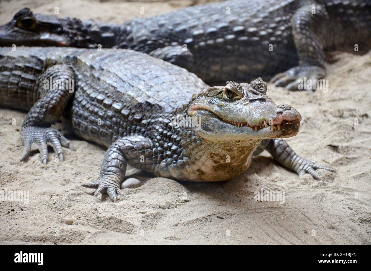 Krokodil im Zoo Schmiding, Krenglbach, Oberösterreich, Österreich, Europa -  Crocodile in Schmiding Zoo, Upper Austria, Austria, Europe Stock Photo -  Alamy, image size:1300x951