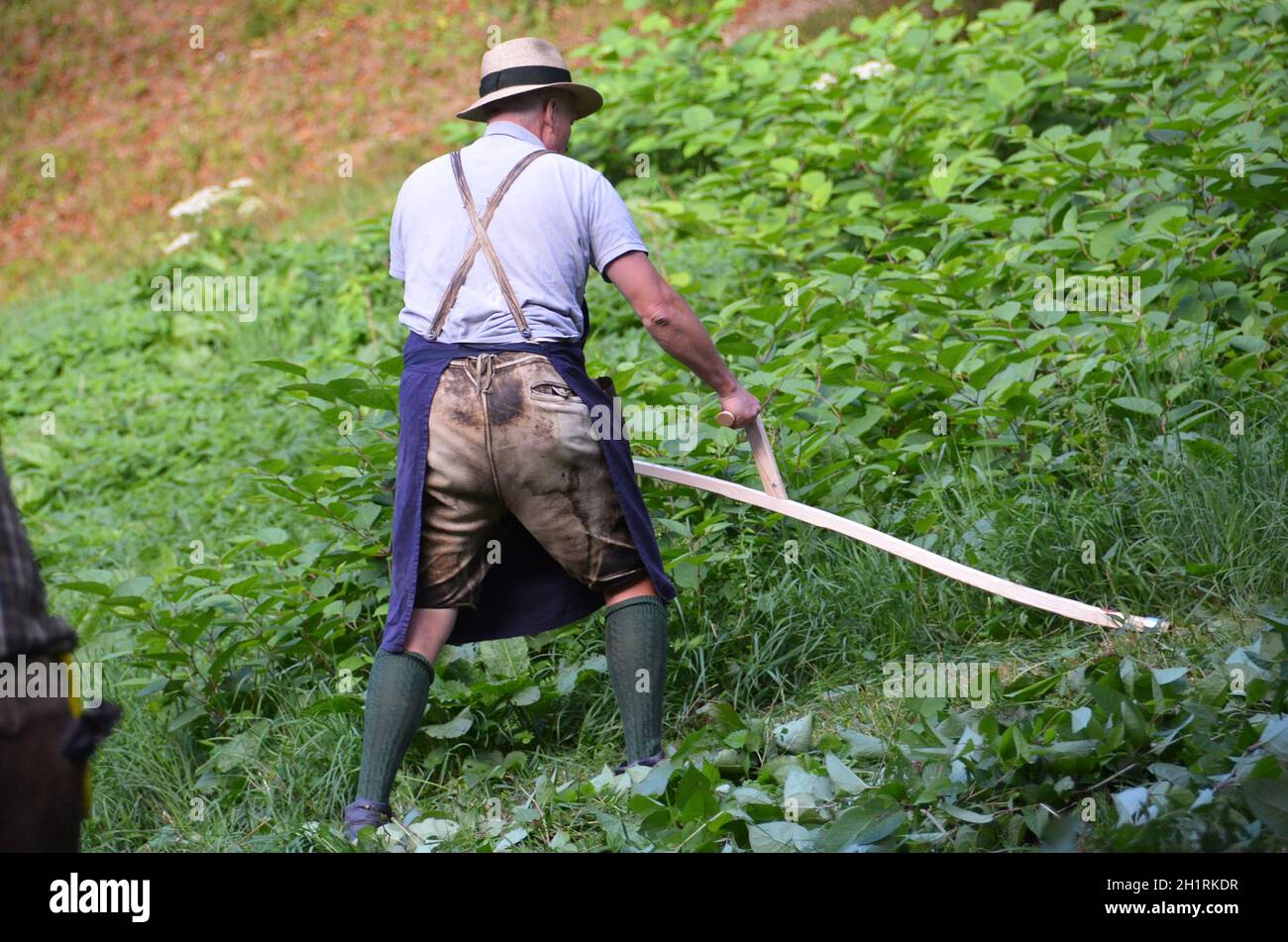 Sensenmähen im Salzkammergut, Oberösterreich, Österreich, Europa - Scythe mowing in the Salzkammergut, Upper Austria, Austria, Europe Stock Photo