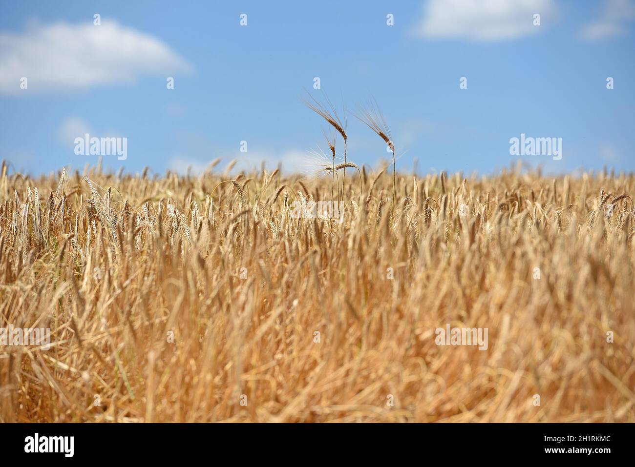 Zum Ernten der Wintergerste wird ein Mähdrescher eingesetzt. - A combine harvester is used to harvest the winter barley. Stock Photo