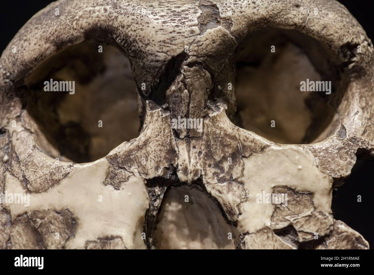 Madrid, Spain - Marh 6th 2021: Skull of Paranthropus boisei or Australopithecus boisei. Closeup. MAN, Spain Stock Photo
