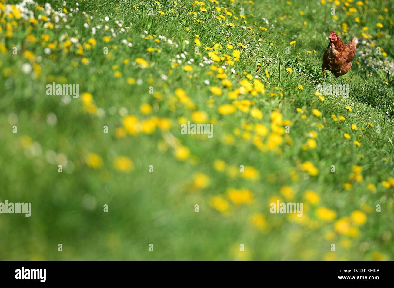 Ein Huhn auf einer Wiese in einer Obstplantage in Oberösterreich, Österreich, Europa - A chicken in a meadow in an orchard in Upper Austria, Austria, Stock Photo