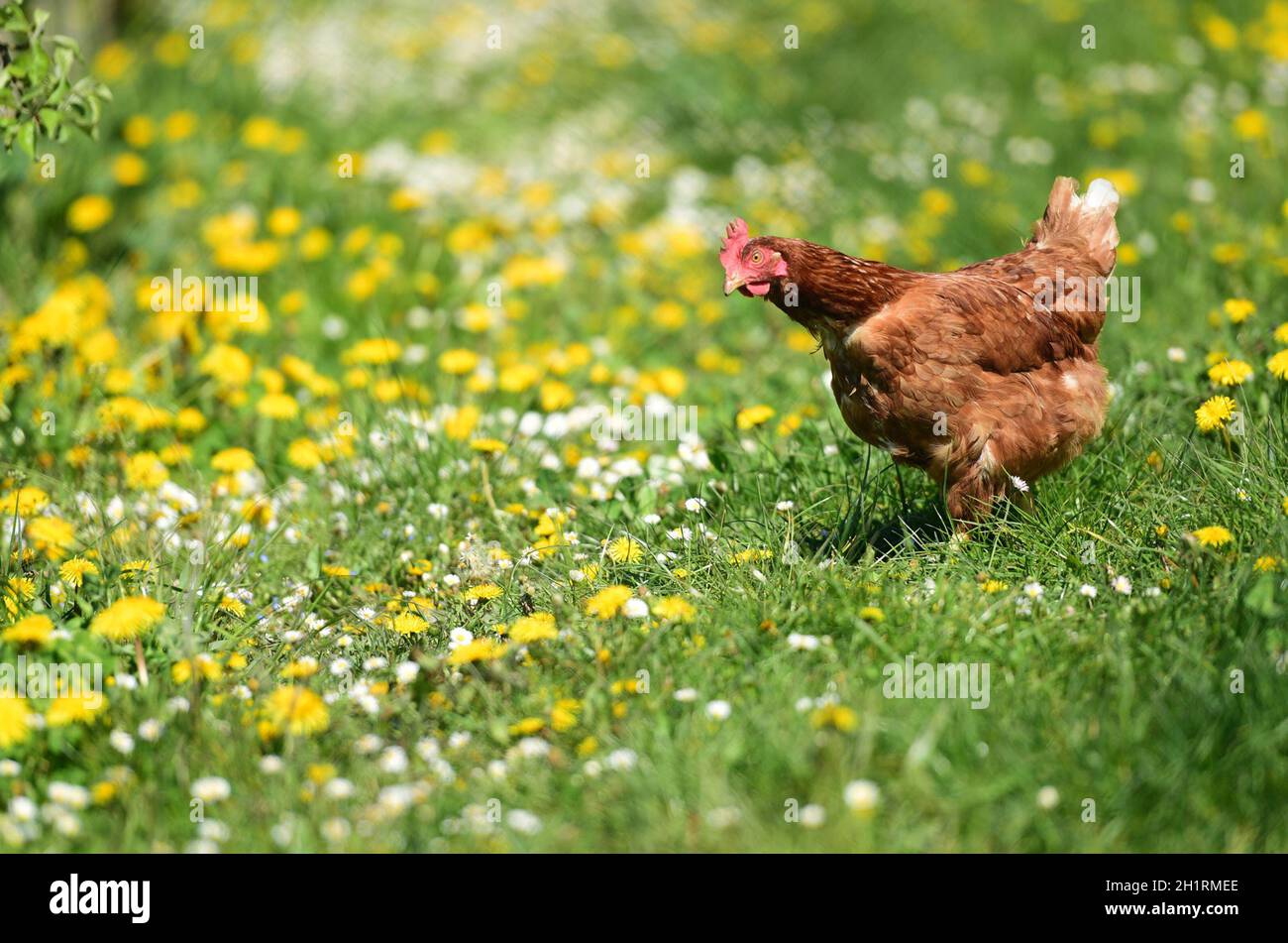 Ein Huhn auf einer Wiese in einer Obstplantage in Oberösterreich, Österreich, Europa - A chicken in a meadow in an orchard in Upper Austria, Austria, Stock Photo