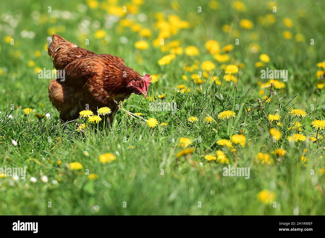 Ein Huhn auf einer Wiese in einer Obstplantage in Oberösterreich, Österreich, Europa - A chicken in a meadow in an orchard in Upper Austria, Austria, Stock Photo