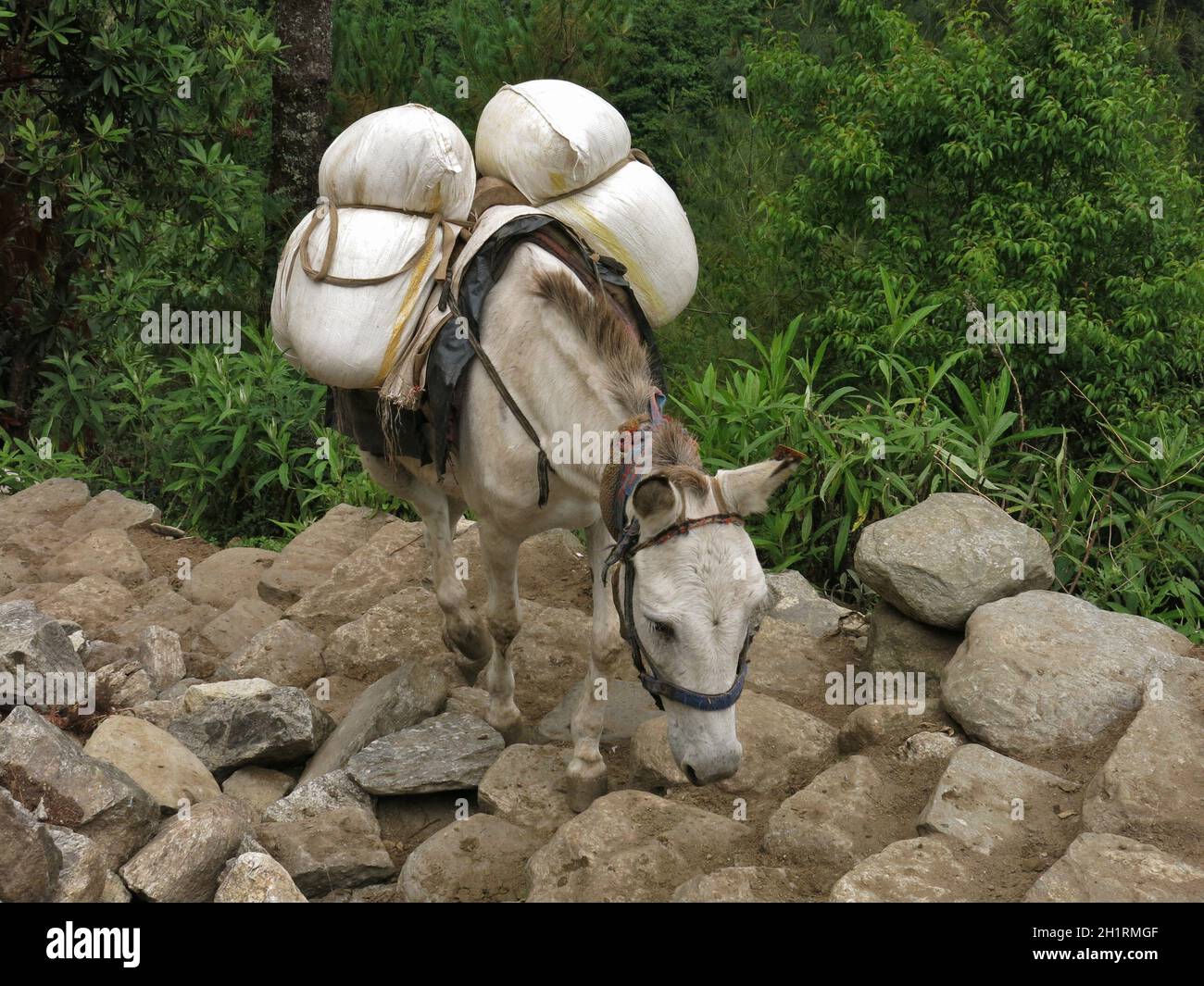 Mule carring goods on the steep trail from Lukla to Namche Bazar Stock Photo
