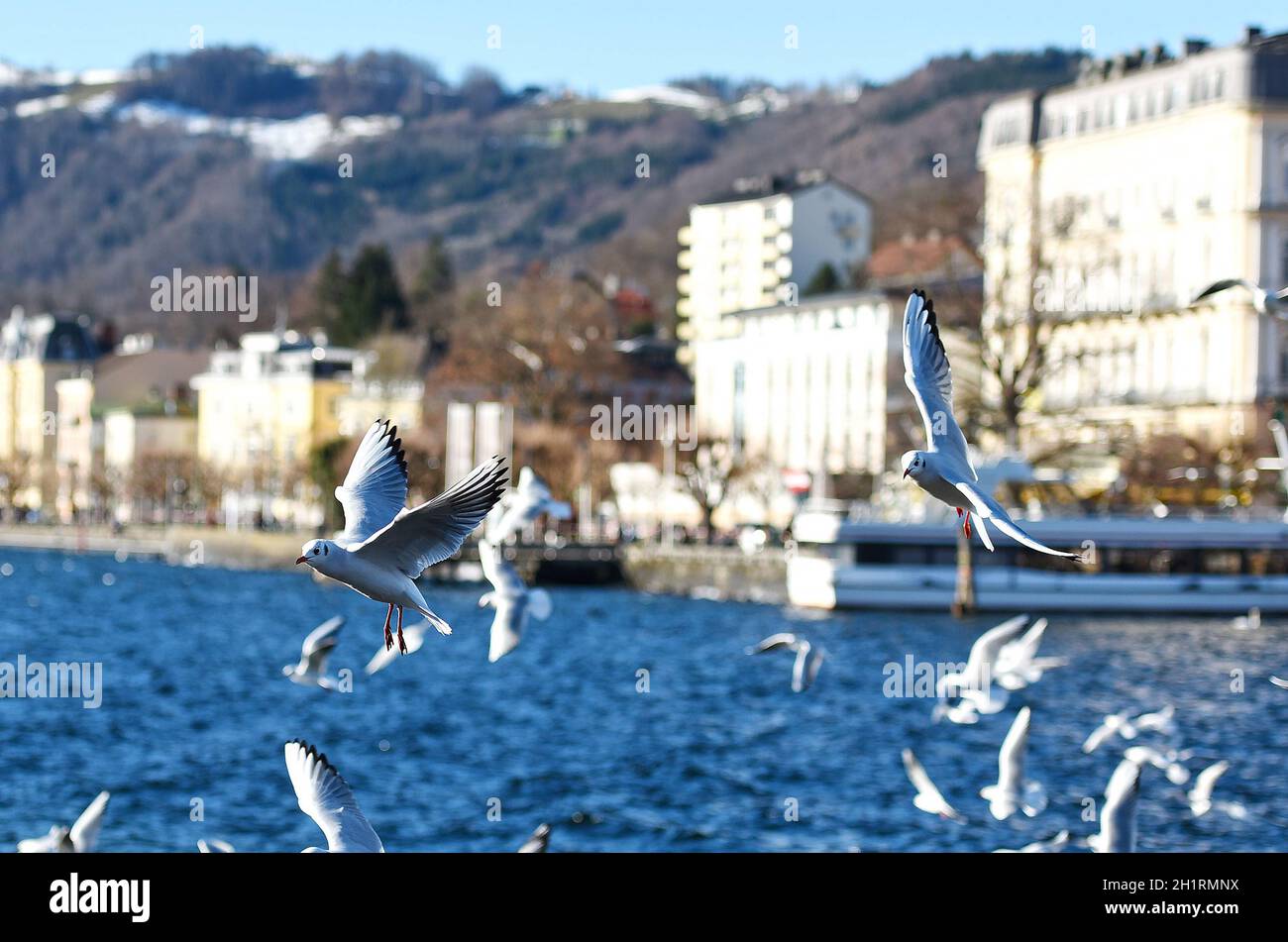 Viele Möwen in Gmunden am Traunsee im Winter, Salzkammergut, Österreich, Europa - Many seagulls in Gmunden am Traunsee in winter, Salzkammergut, Austr Stock Photo
