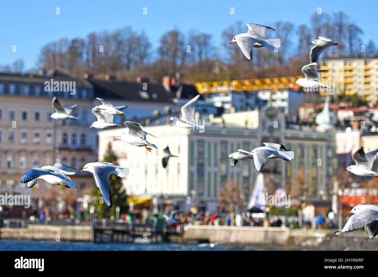 Viele Möwen in Gmunden am Traunsee im Winter, Salzkammergut, Österreich, Europa - Many seagulls in Gmunden am Traunsee in winter, Salzkammergut, Austr Stock Photo