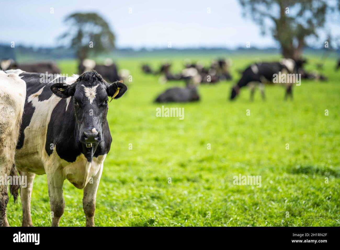Jersey cow africa not australia hires stock photography and images Alamy