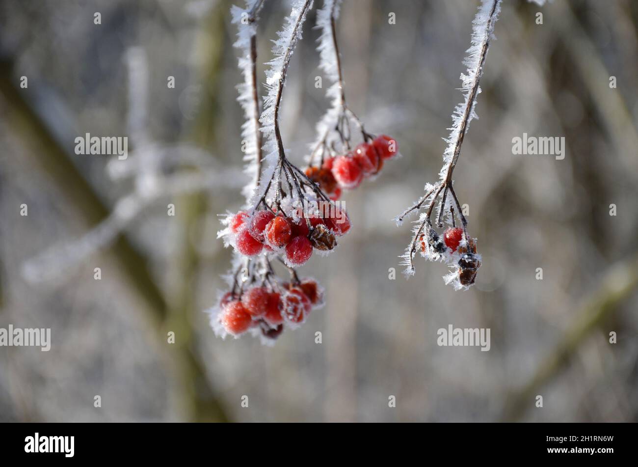 Früchte des Gemeinen Schneeballs mit Schneekristallen im Winter - Snowball fruits with snow crystals in winter Stock Photo