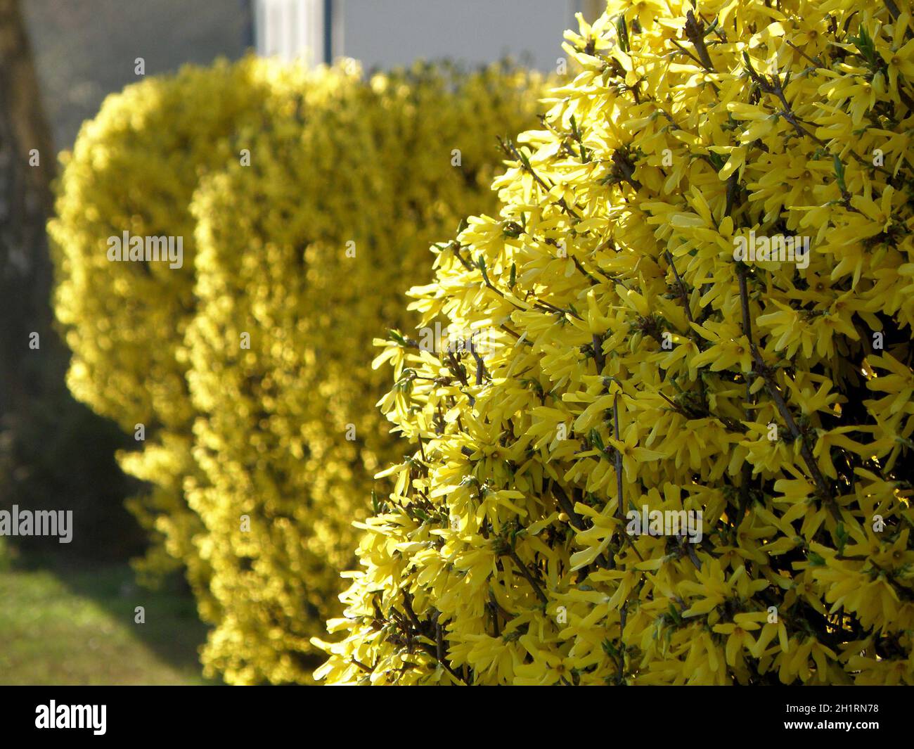 Ein blühender ForsythienStrauch im Frühjahr im Salzkammergut