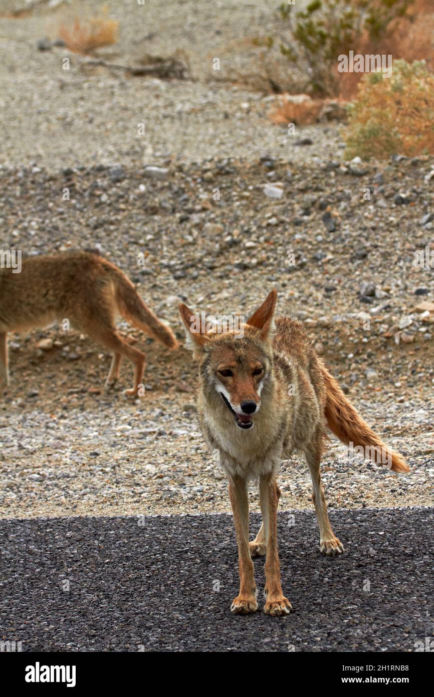 Western Coyote Canis Latrans Stock Image - Image of wildlife, nature:  89349939