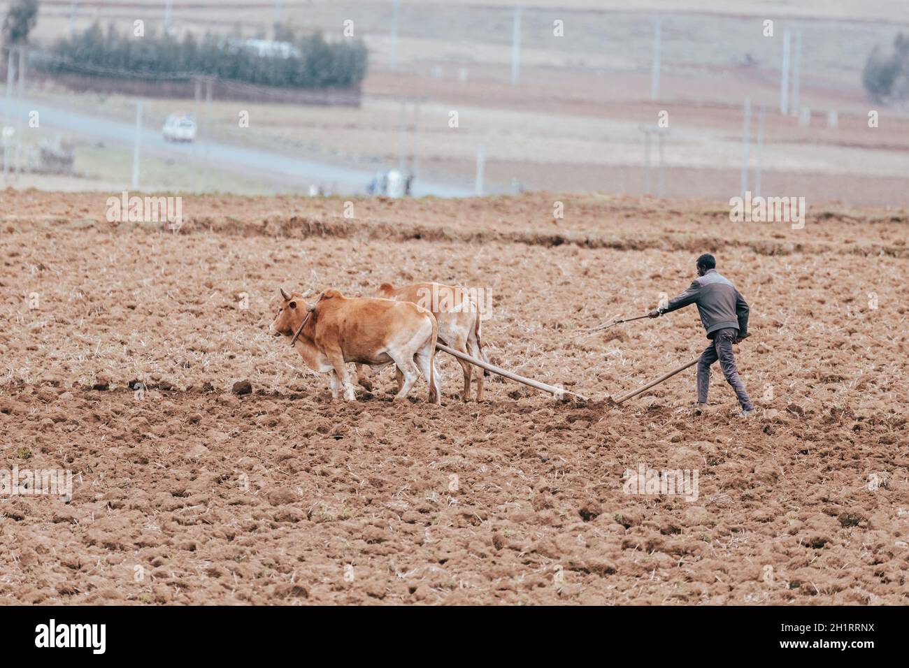 OROMIA REGION, ETHIOPIA, APRIL 19.2019, Unknown Ethiopian farmer cultivates a field with a traditional primitive wooden plow pulled by cows on April 1 Stock Photo