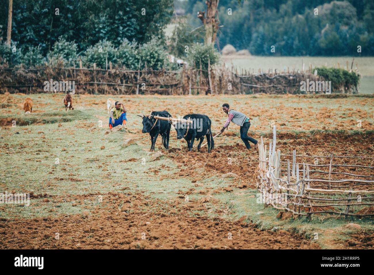 OROMIA REGION, ETHIOPIA, APRIL 19.2019, Unknown Ethiopian farmer cultivates a field with a traditional primitive wooden plow pulled by cows on April 1 Stock Photo