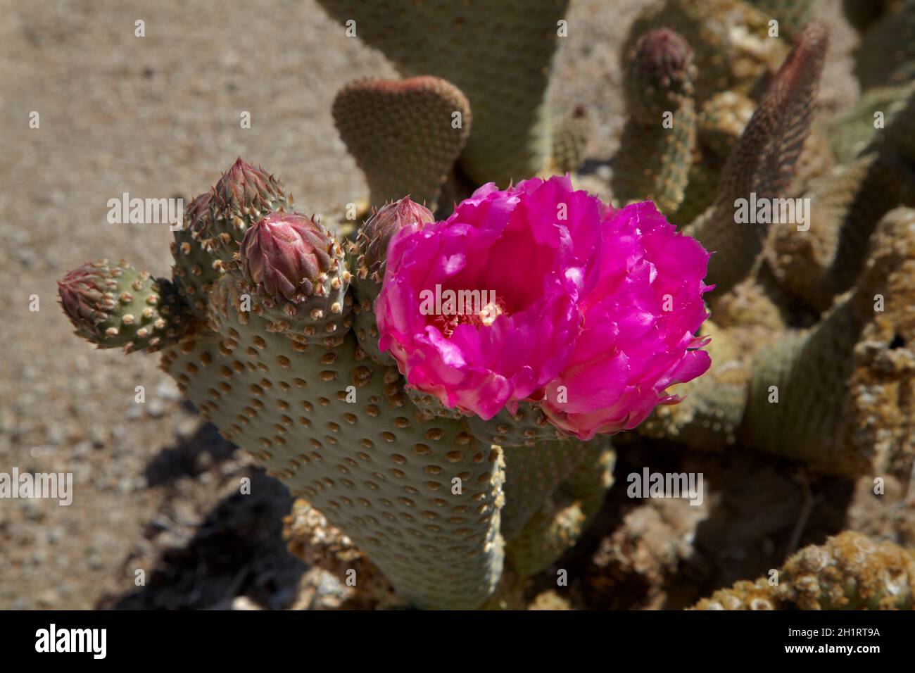 Beavertail Cactus in flower (Opuntia basilaris var. whitneyana), found only in Alabama Hills, near Lone Pine, Inyo County, California, USA Stock Photo