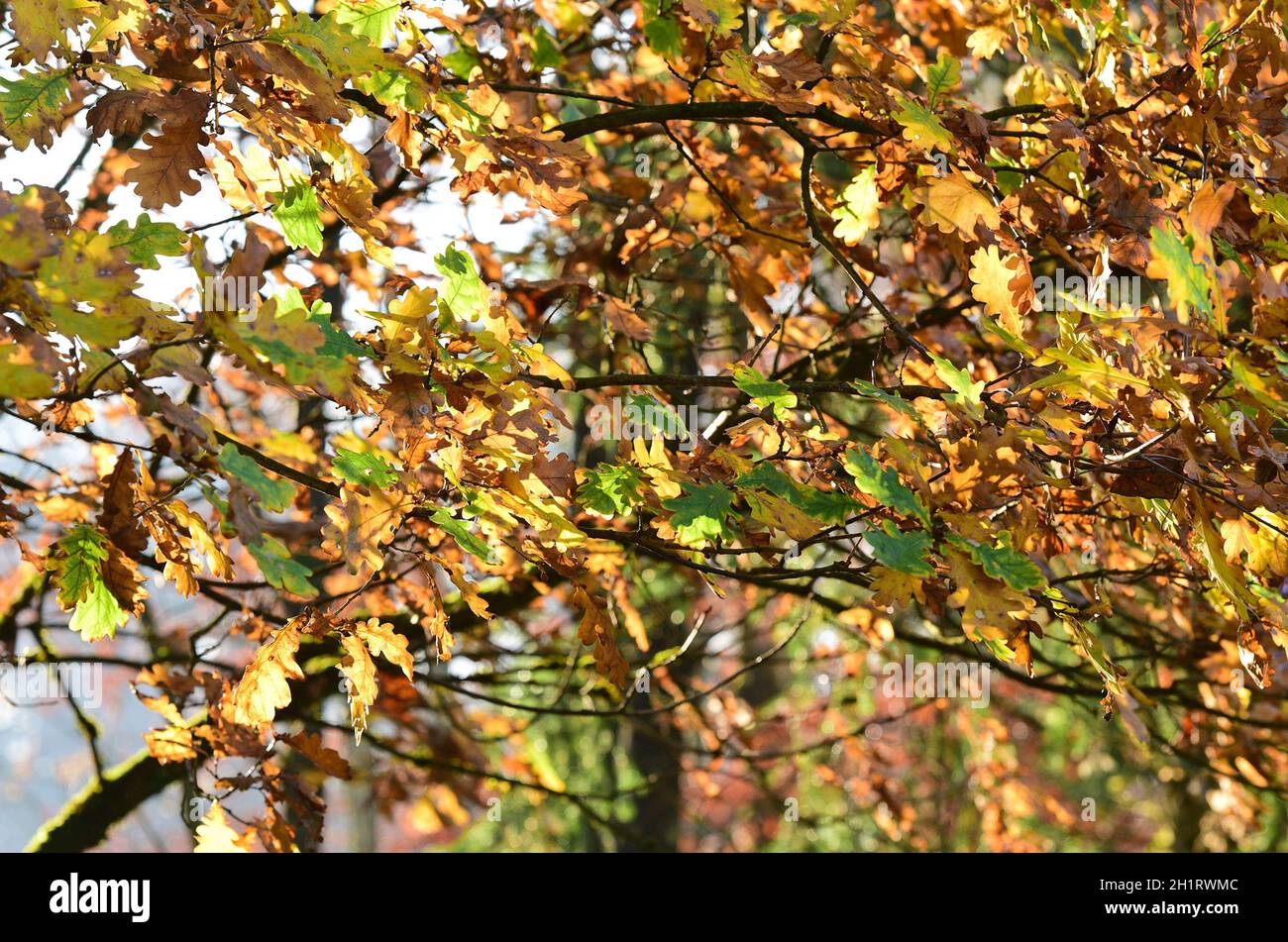Herbstlicher Laubwald in Österreich, Europa - Autumn deciduous forest in Austria, Europe Stock Photo