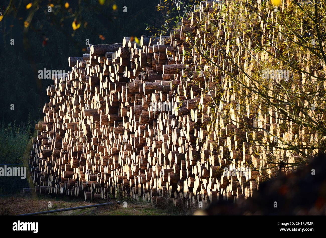 Holzstoß mit großen Baumstämmen in Österreich, Europa - Pile of wood with large tree trunks in Austria, Europe Stock Photo