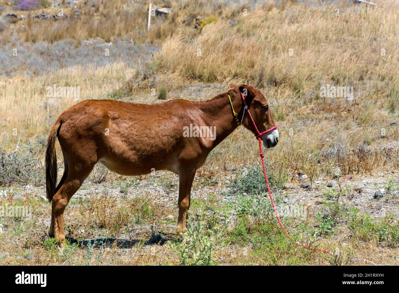A brown donkey tied in a field, Greece Stock Photo