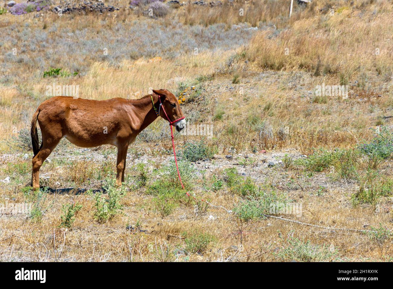 Brown donkey resting tied in a field, Greece Stock Photo