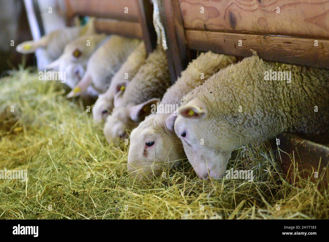 Schafe in einem Stall eines Bauernhauses beim Fressen, Oberösterreich, Österreich, Europa - Sheeps in a barn of a farmhouse while eating, Upper Austri Stock Photo