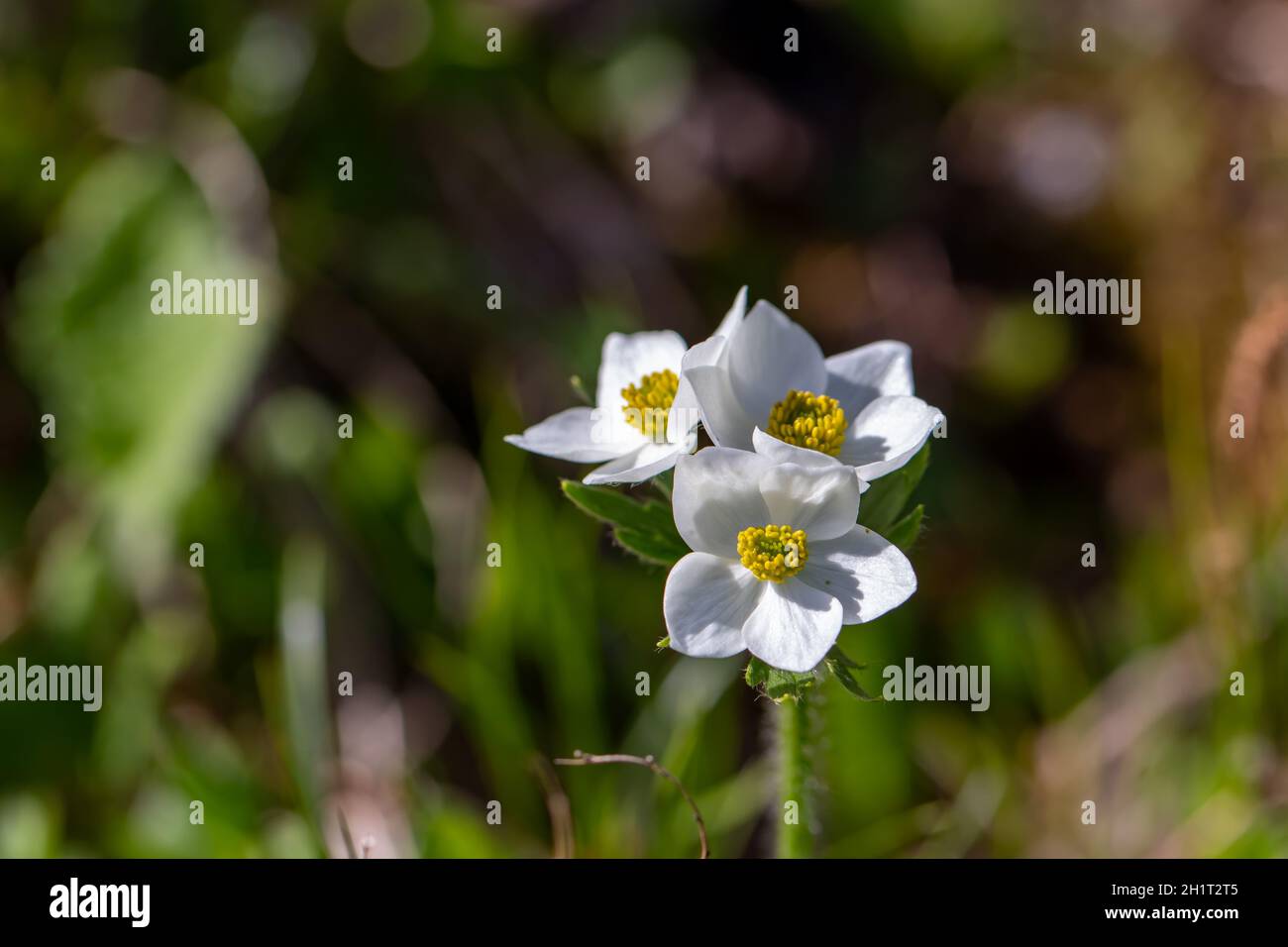 Anemonastrum narcissiflorum flower in mountains, close up shoot Stock Photo