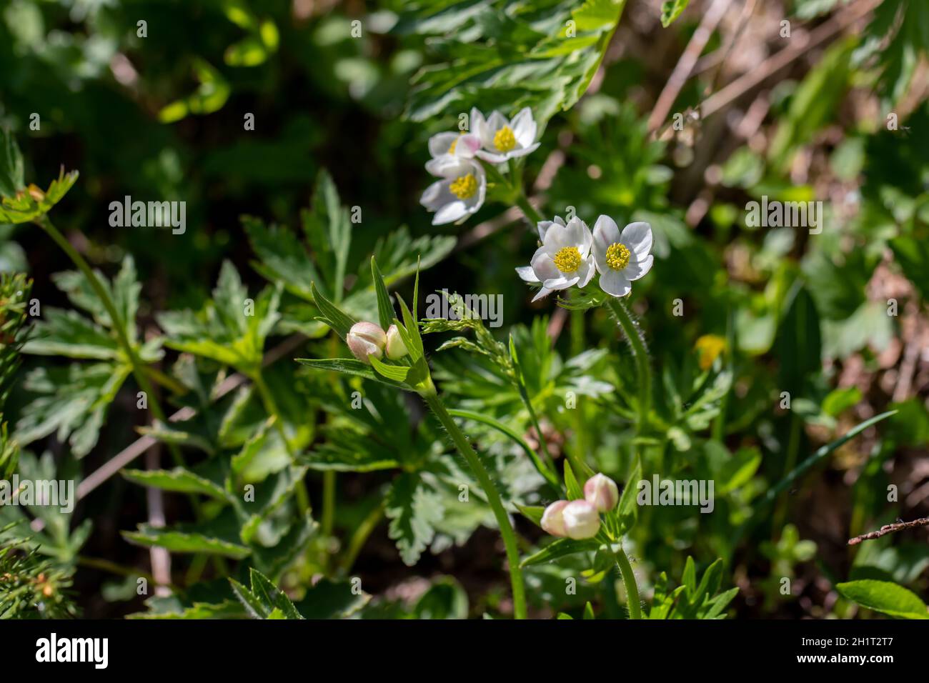 Anemonastrum narcissiflorum flower growing in mountains, close up shoot Stock Photo