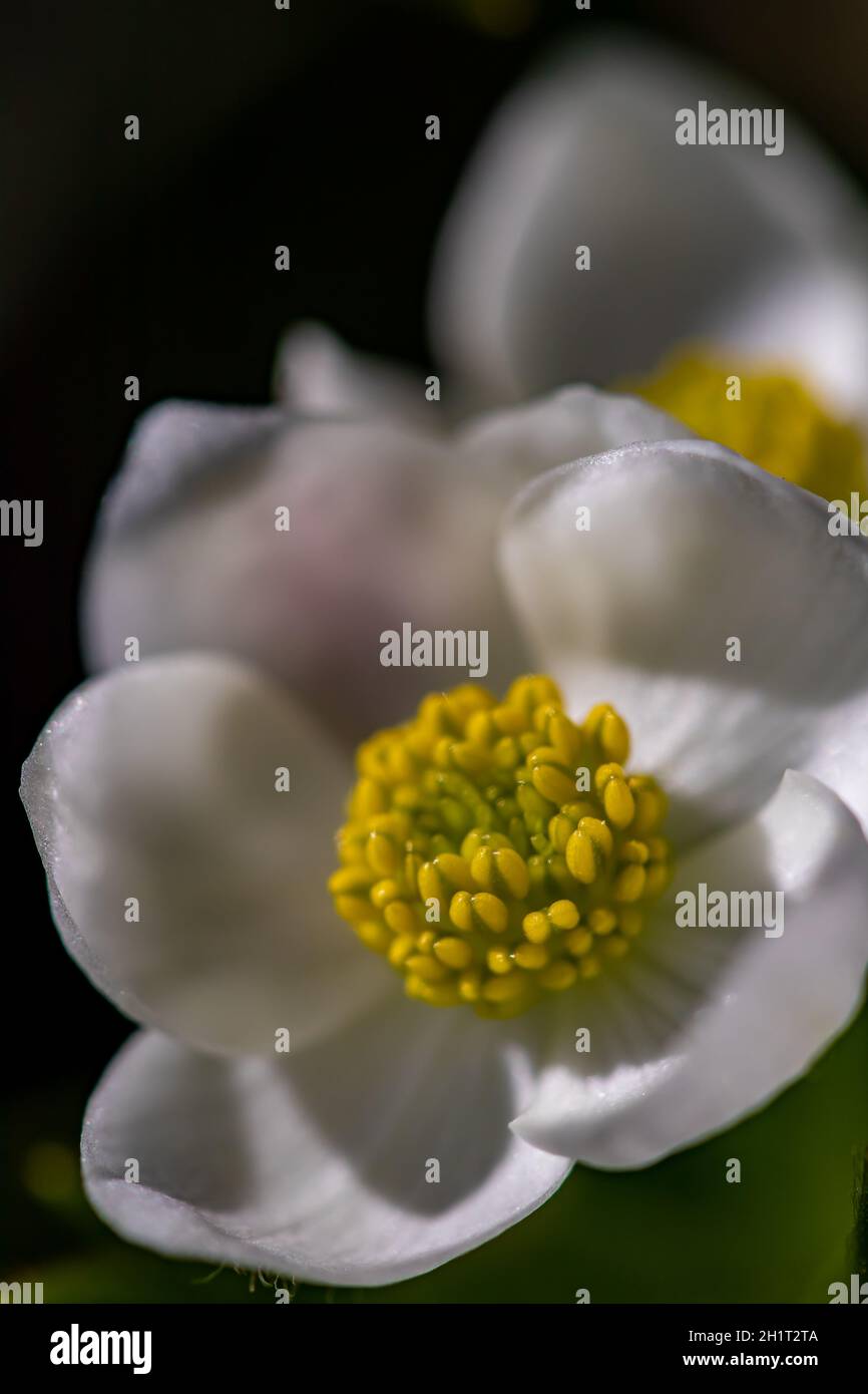 Anemonastrum narcissiflorum flower growing in mountains Stock Photo