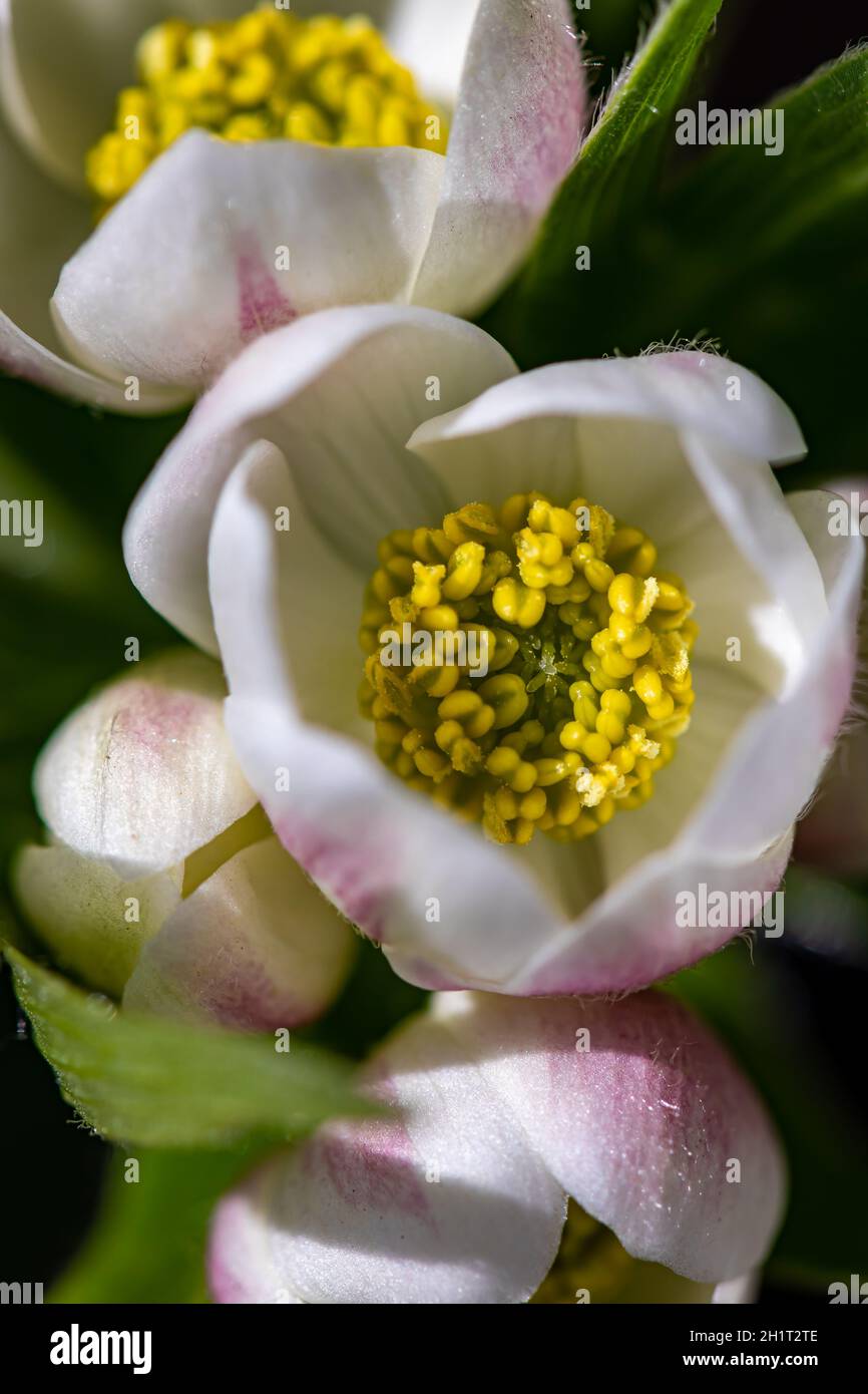 Anemonastrum narcissiflorum flower in mountains, macro Stock Photo