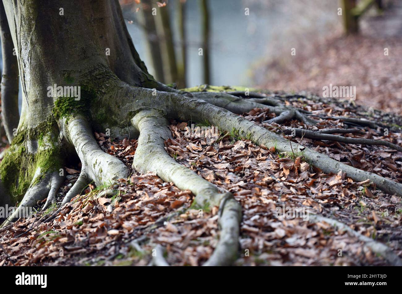 Wurzeln einer Buche an der Traun bei Steyrermühl (Laakirchen, Bezirk  Gmunden) - Roots of a beech tree on the Traun near Steyrermühl (Laakirchen,  Gmund Stock Photo - Alamy