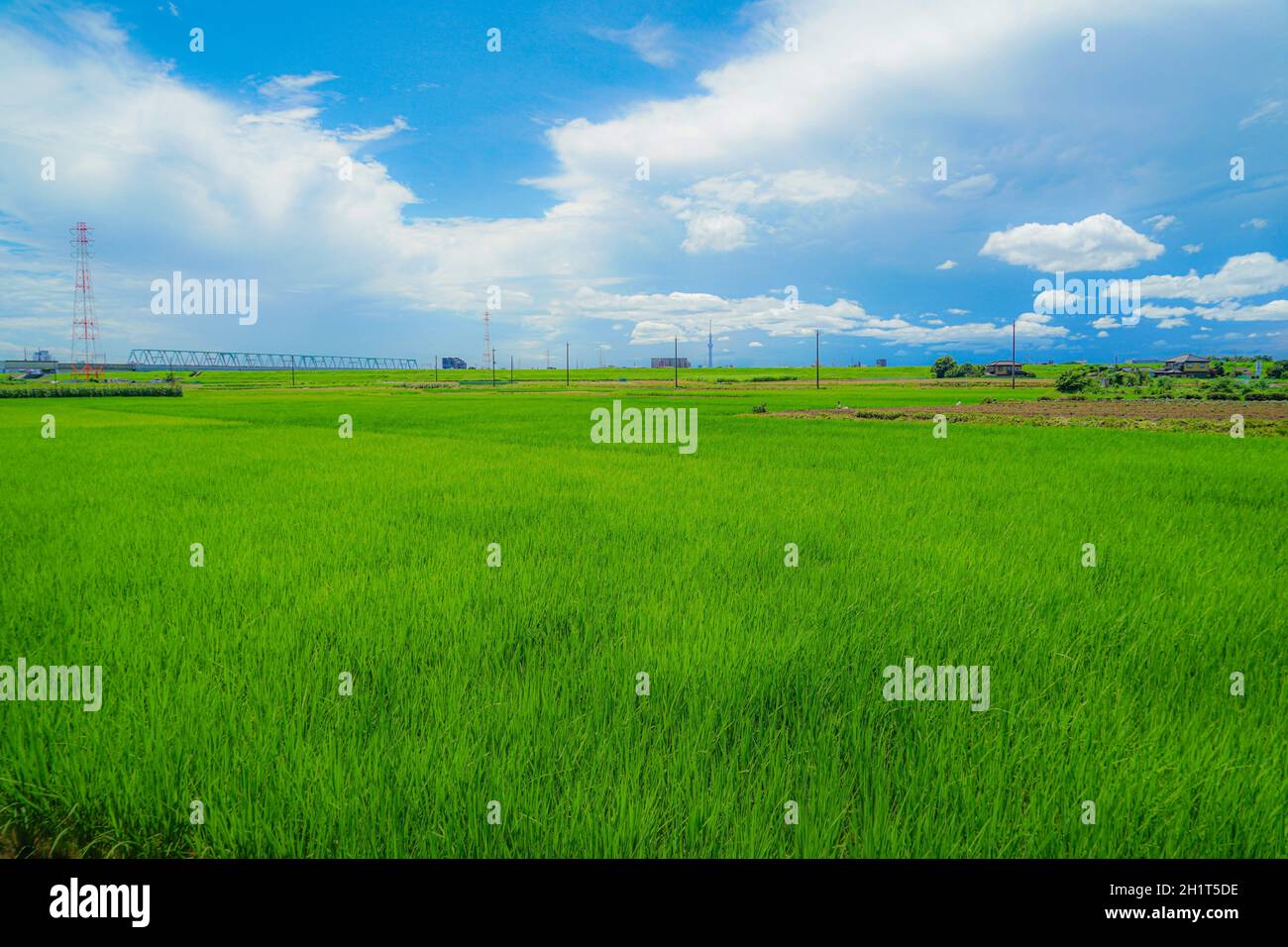 Matsudo shear off of the countryside. Shooting Location: Chiba Prefecture Stock Photo