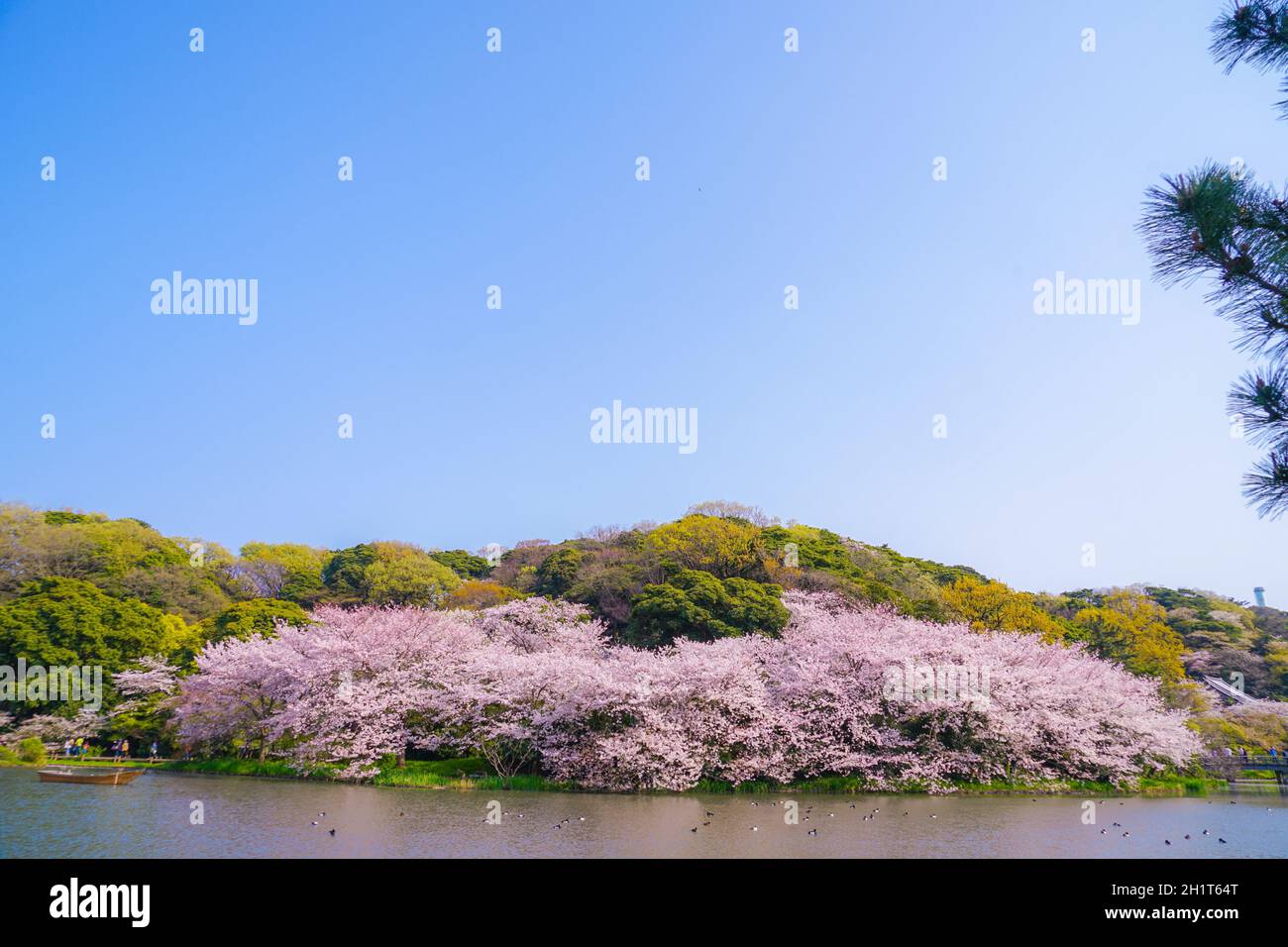 Full bloom of cherry blossoms and Japanese garden. Shooting Location