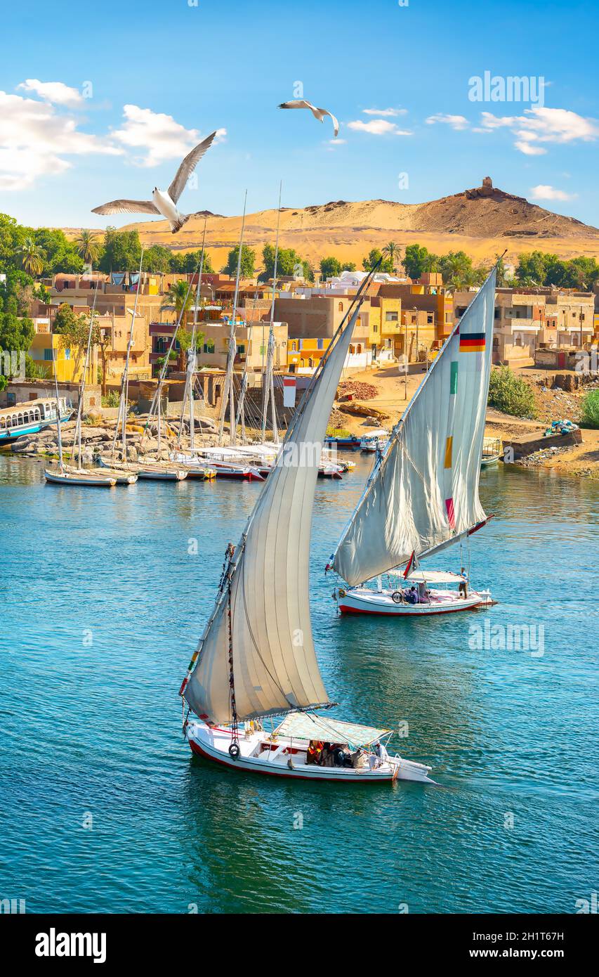 Seagulls over sailboats in sunny Aswan, Egypt Stock Photo - Alamy