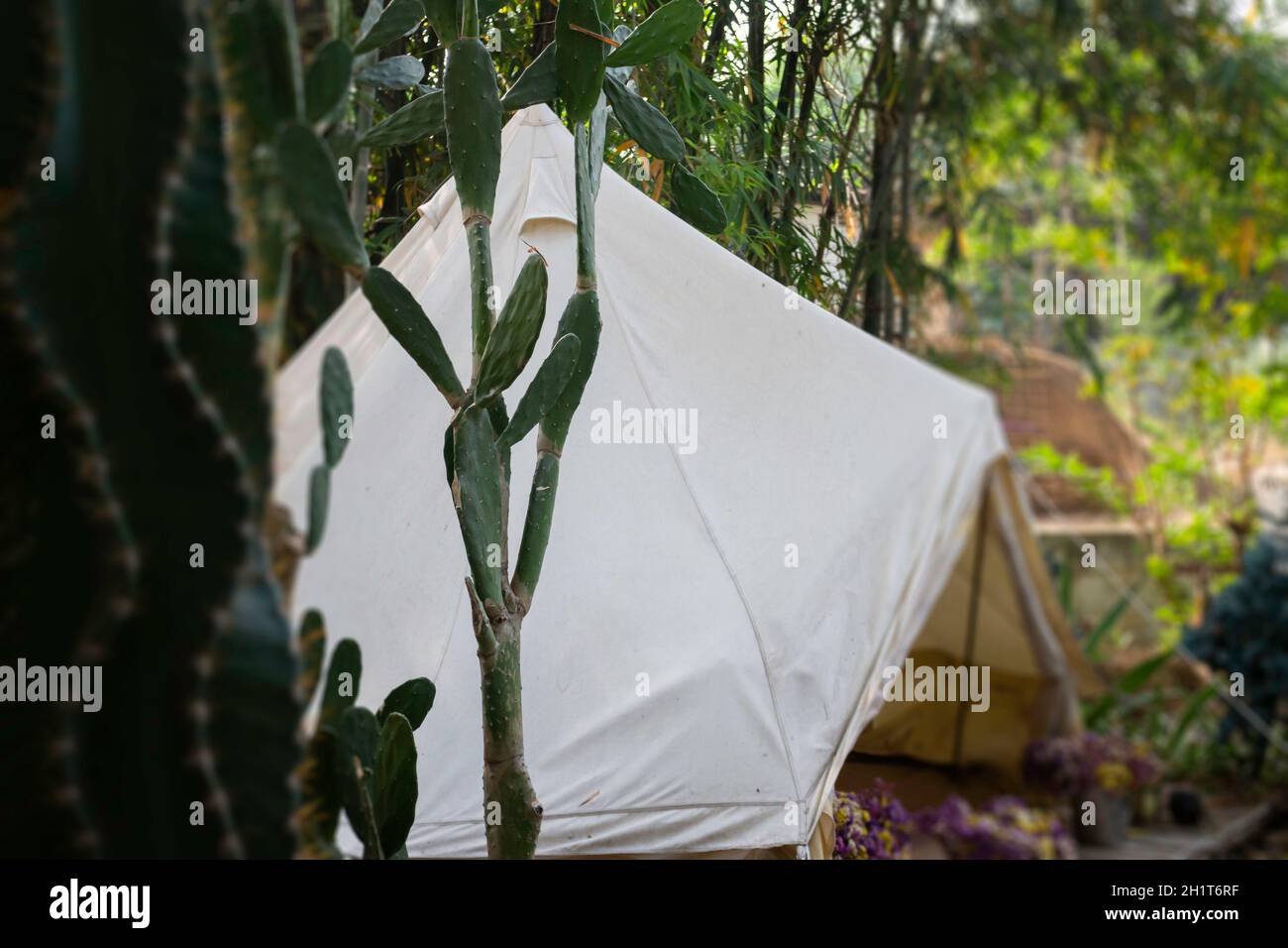 Lush tropical garden with assorted plants and flowers, stock photo ...