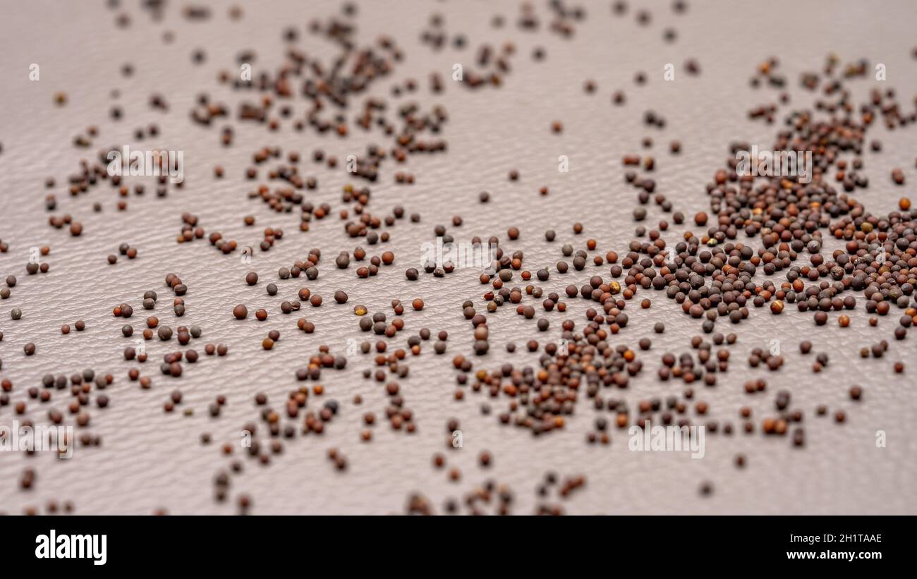 Close-up of Mustard Seeds: A Vibrant and Versatile Spice for Culinary Delights Stock Photo