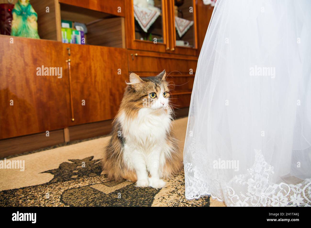 Cat Bridesmaid Dresses