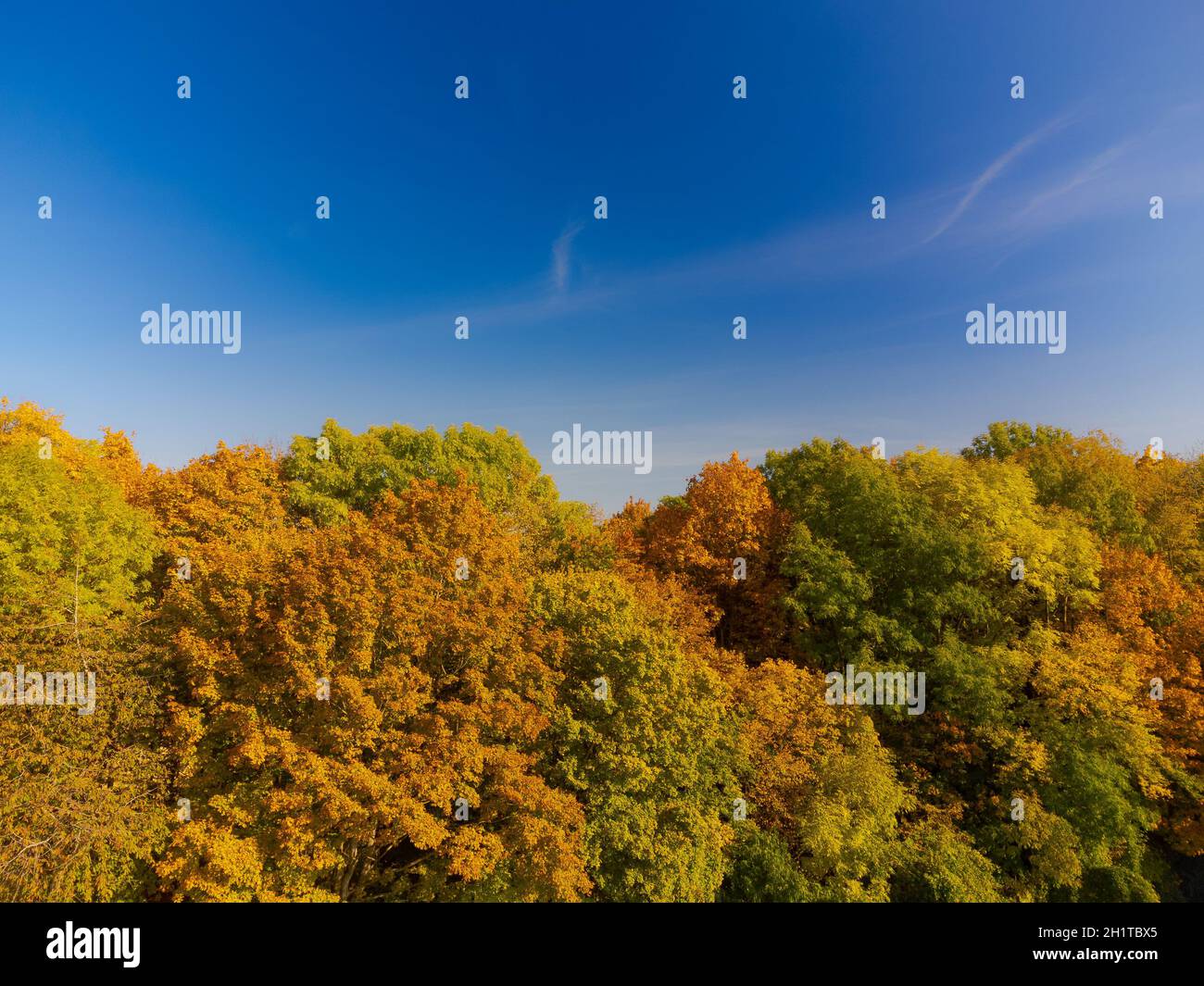 Beautiful colorful variegated autumn foliage of deciduous forest in October Stock Photo