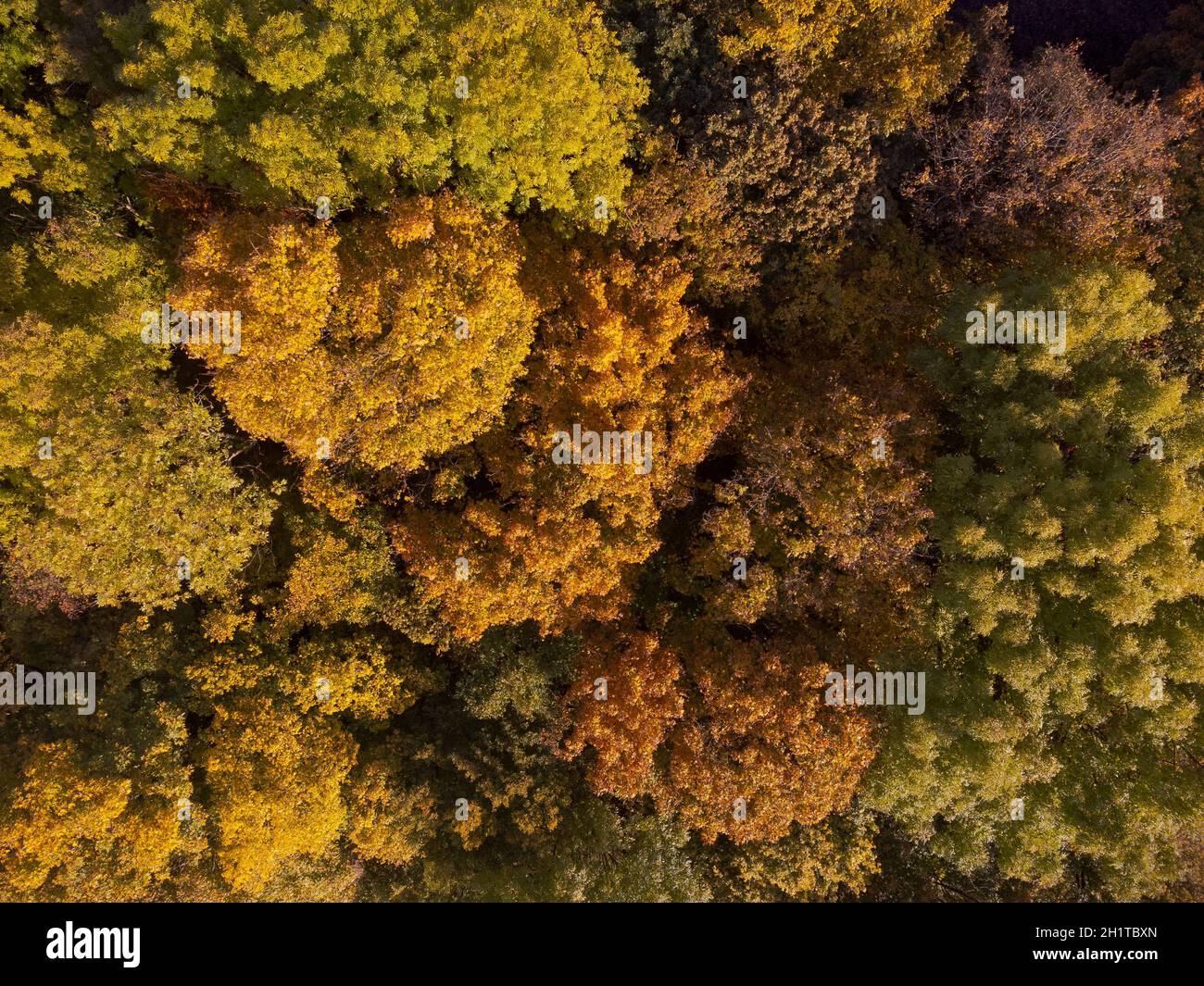 Drone looking down on beautiful colorful variegated autumn foliage of deciduous forest in October Stock Photo