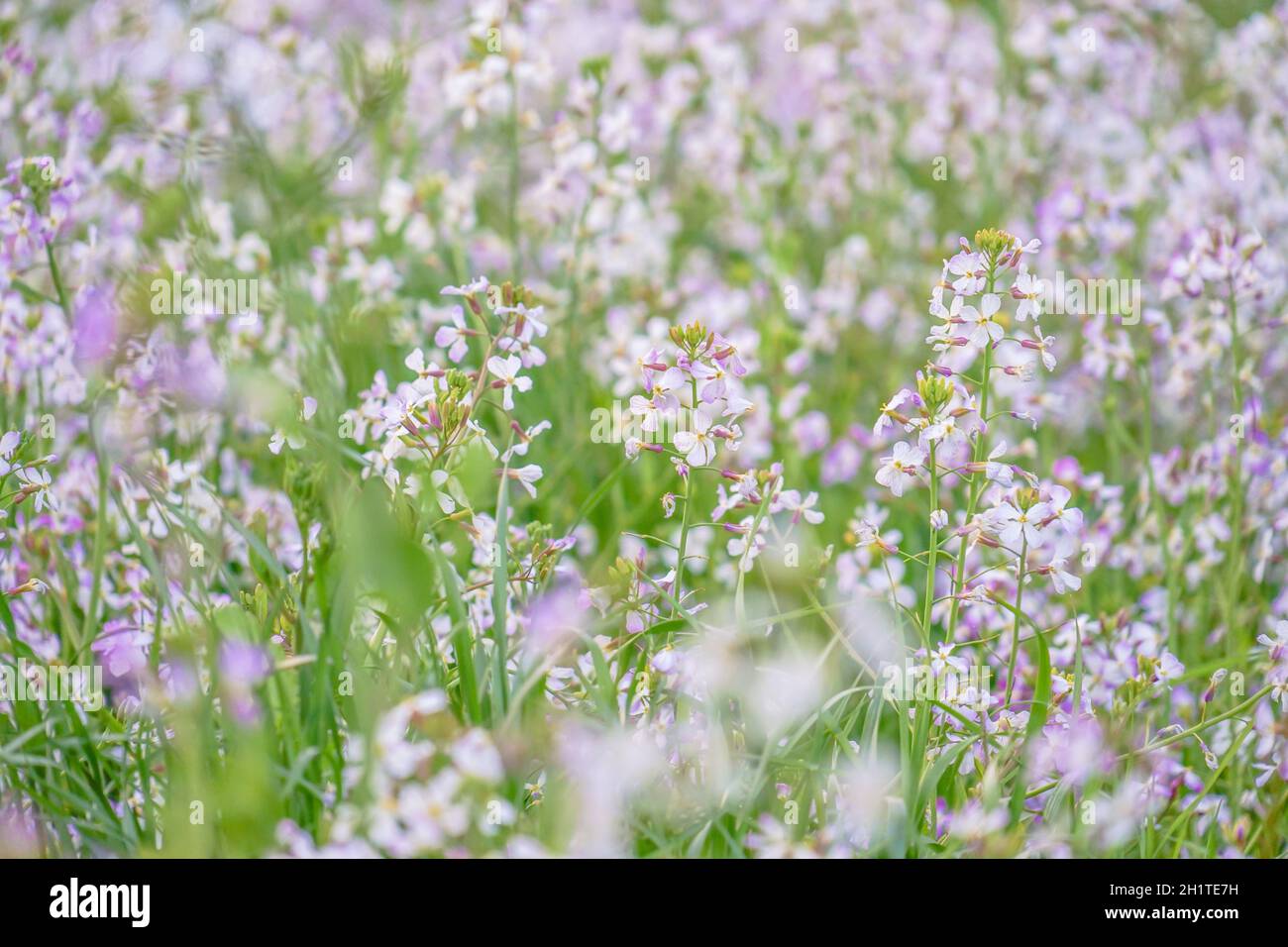 Spring flower garden. Shooting Location: Tokyo metropolitan area Stock Photo