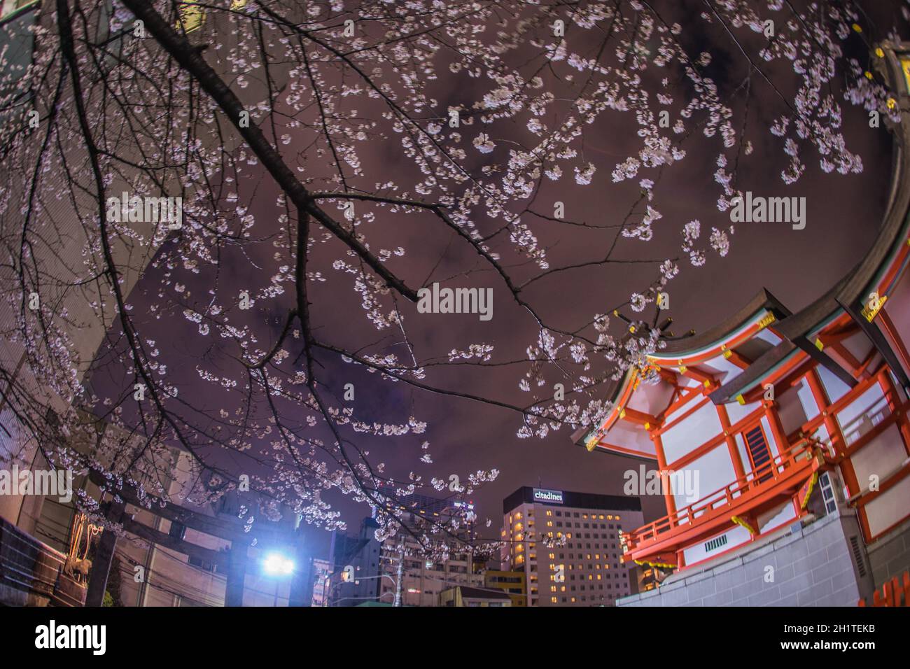 Cherry blossoms and Hanazono Shrine in full bloom. Shooting Location