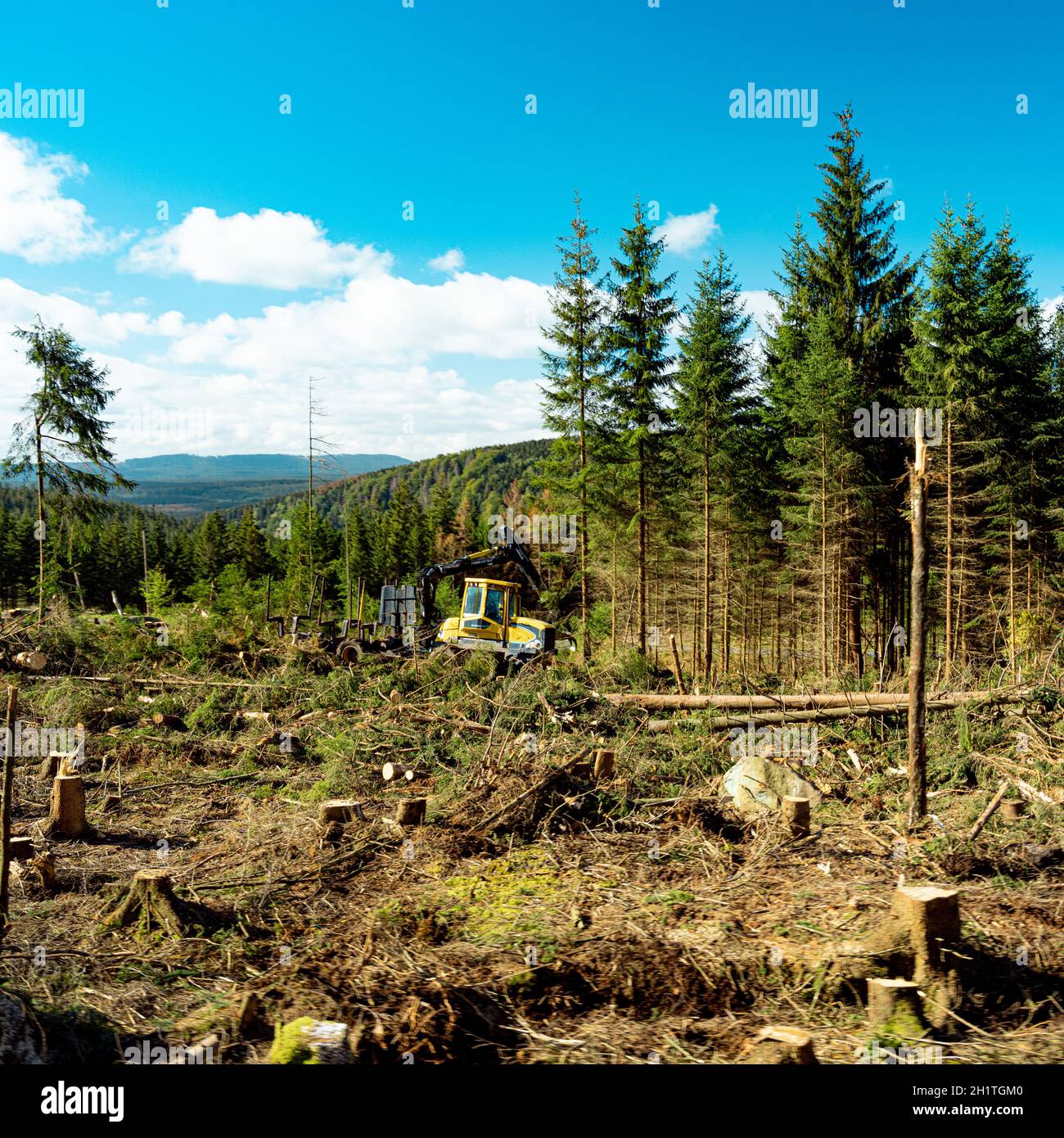 Ecological disaster in the Harz Mountains Stock Photo