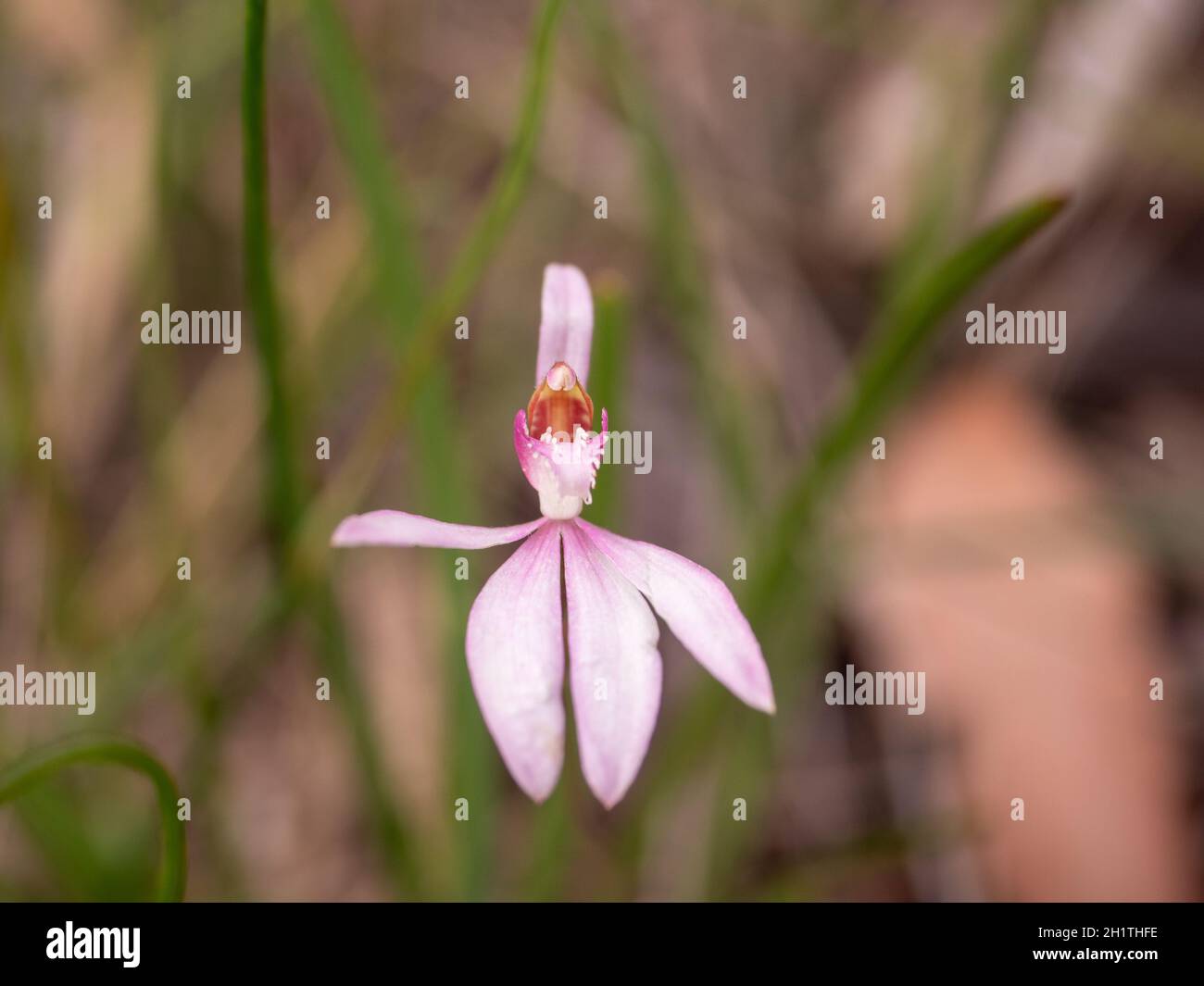 Pink Fingers Orchid. An Australian spring flowering orchid. Stock Photo