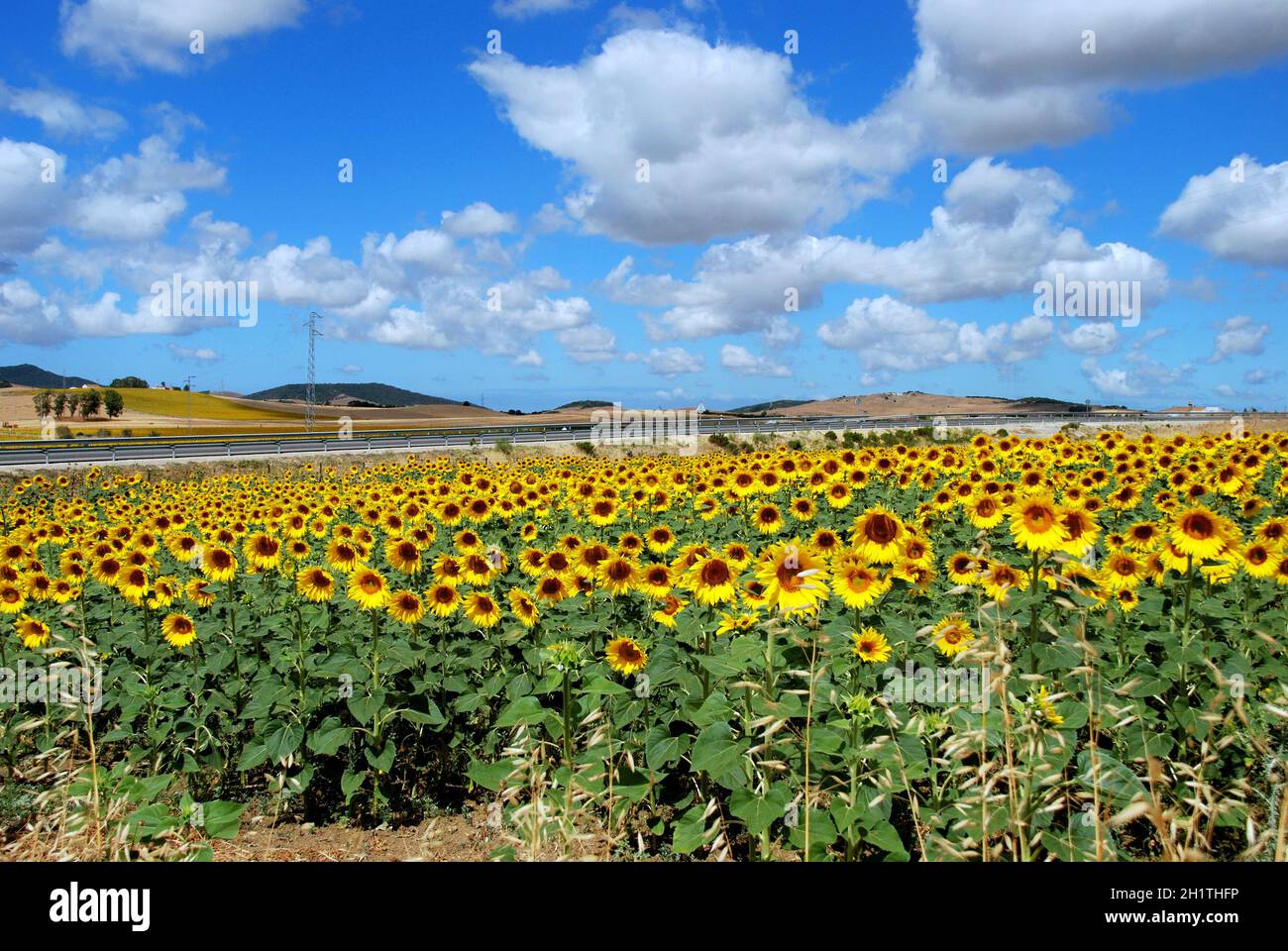 Sunflower field in the Spanish countryside near Medina Sidonia, Cadiz Province, Andalusia, Spain, Western Europe. Stock Photo