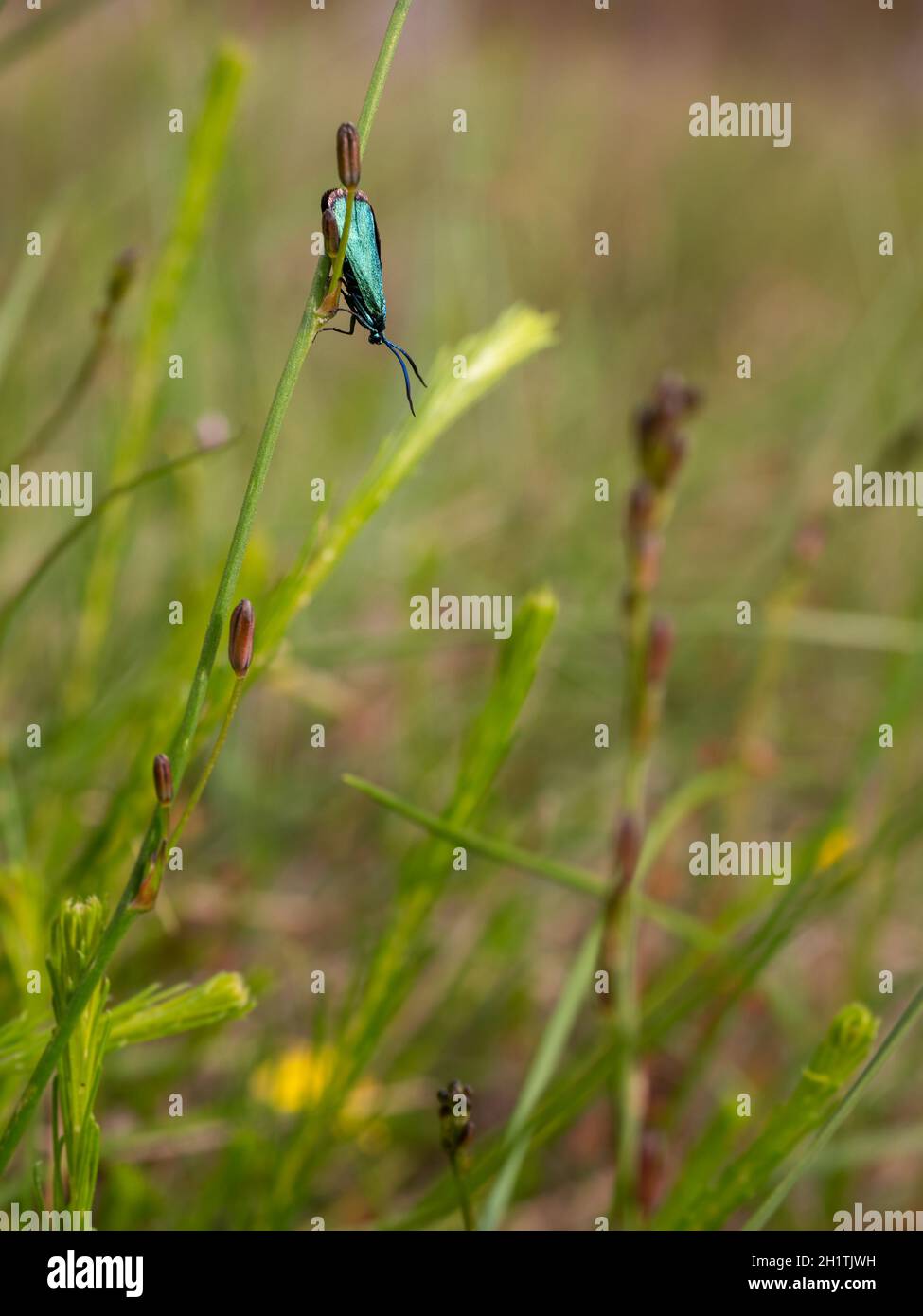 The Forester moth (Pollanisus viridipulverulenta) resting on grasses. A native Australian moth. Stock Photo