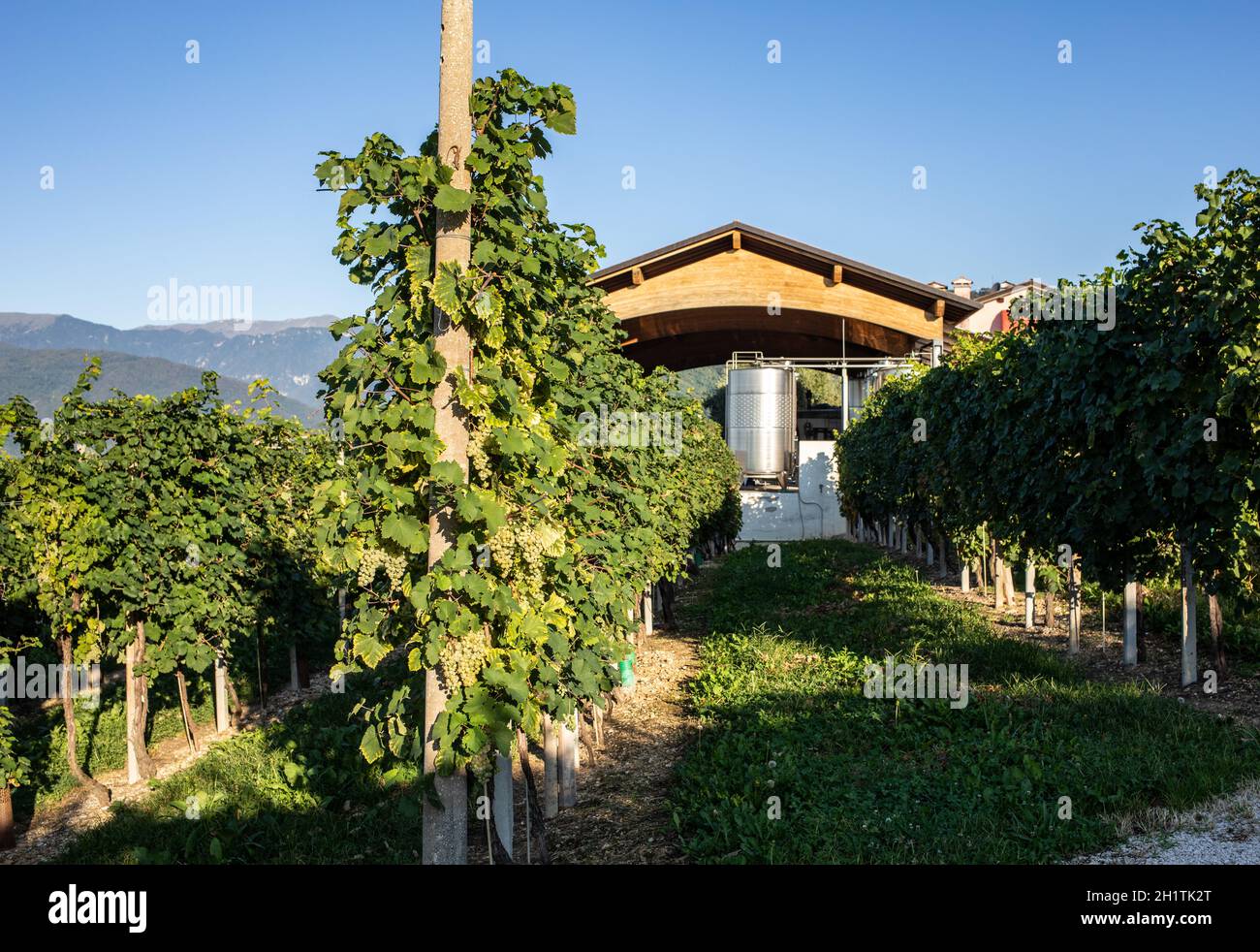 Picturesque hills with vineyards of the Prosecco sparkling wine region in Valdobbiadene, Italy. Stock Photo