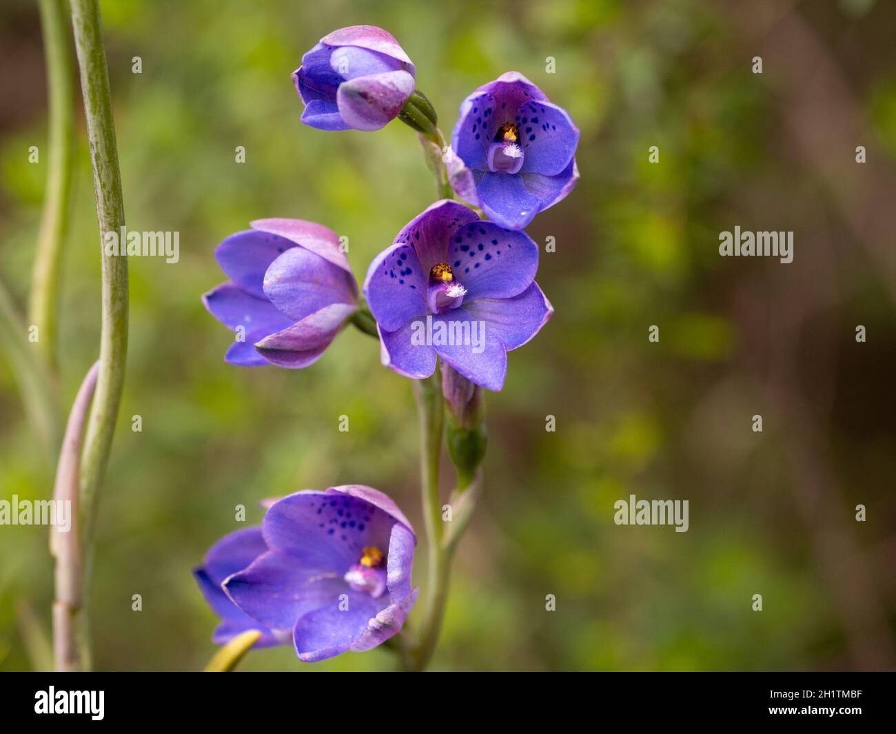 Dotted Sun-orchid (Thelymitra ixioides) Stock Photo