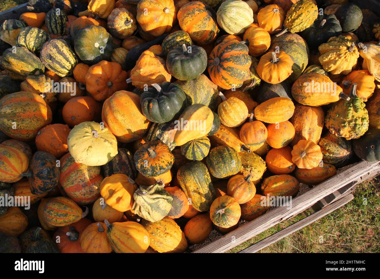 Ornamental Pumpkins High Resolution Stock Photography and Images - Alamy