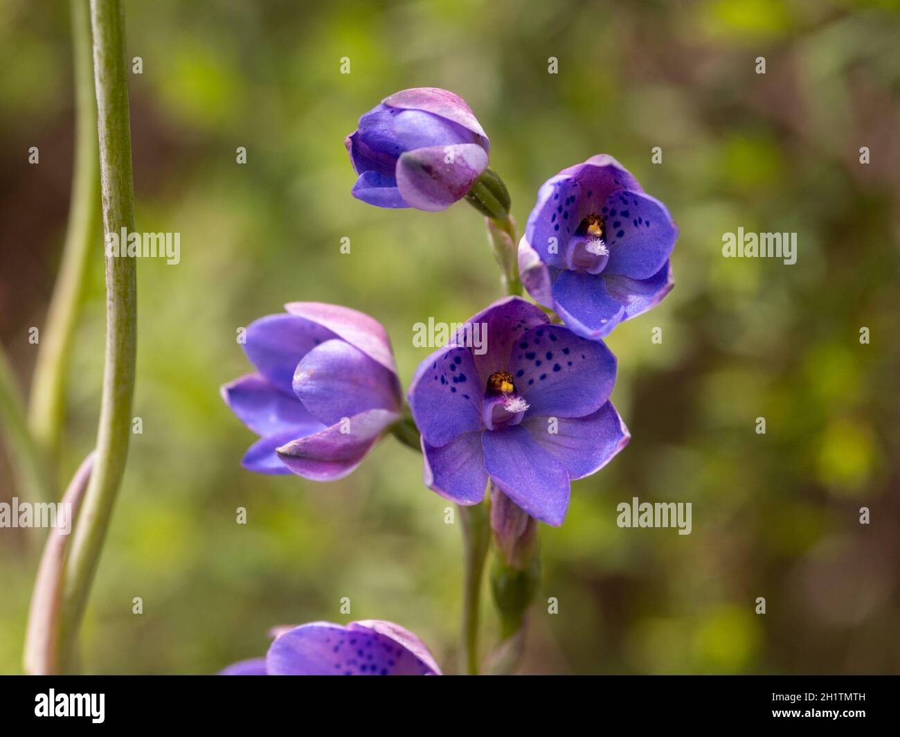 Dotted Sun-orchid (Thelymitra ixioides) Stock Photo