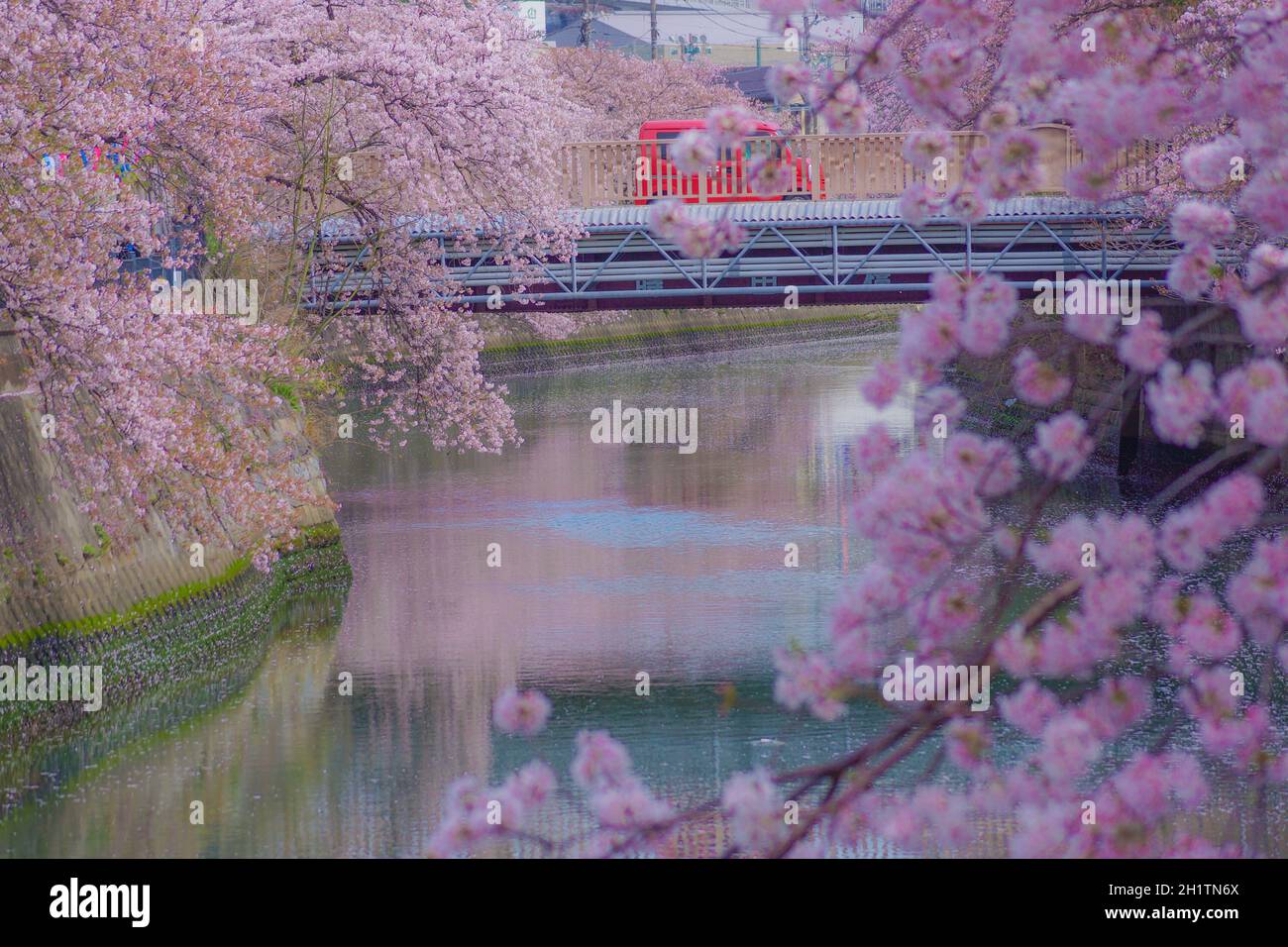 Sakurafubuki Hi Res Stock Photography And Images Alamy