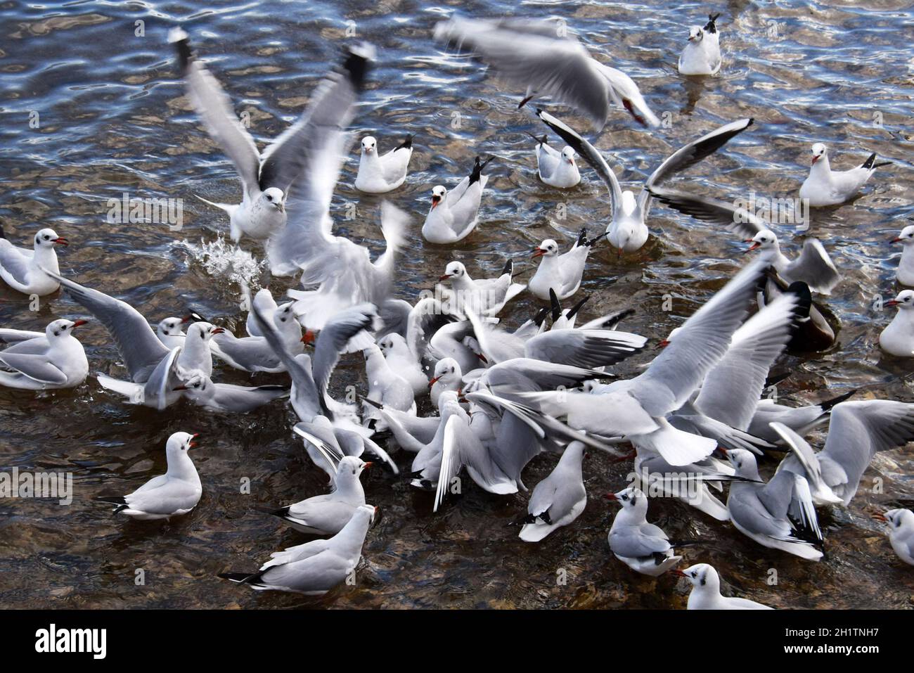 Kampf ums Futter, Möwen im Winter - Fight for food, seagulls in winter Stock Photo