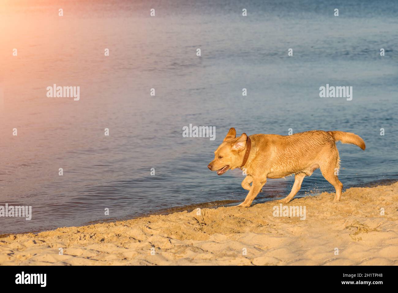 Labrador retriever on the beach. Sun flare Stock Photo