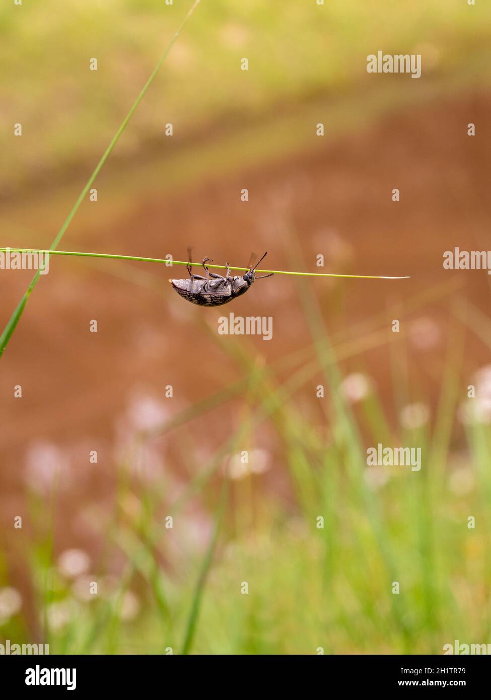 A Weevil on a grass stem in Victoria, Australia Stock Photo